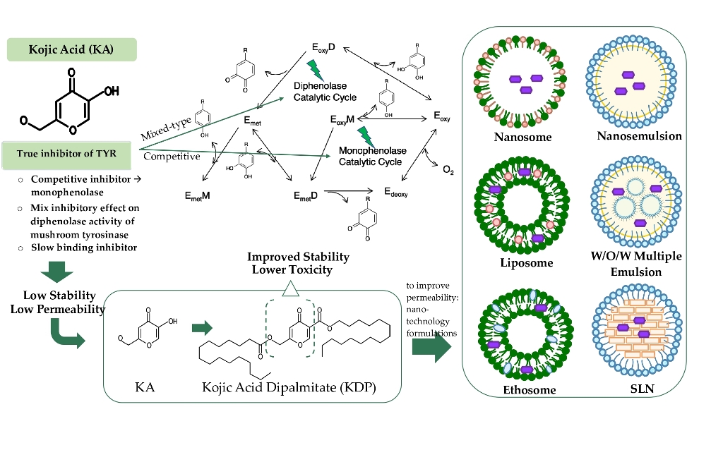 A Comprehensive Review of the Cosmetic Application of Kojic Acid ...