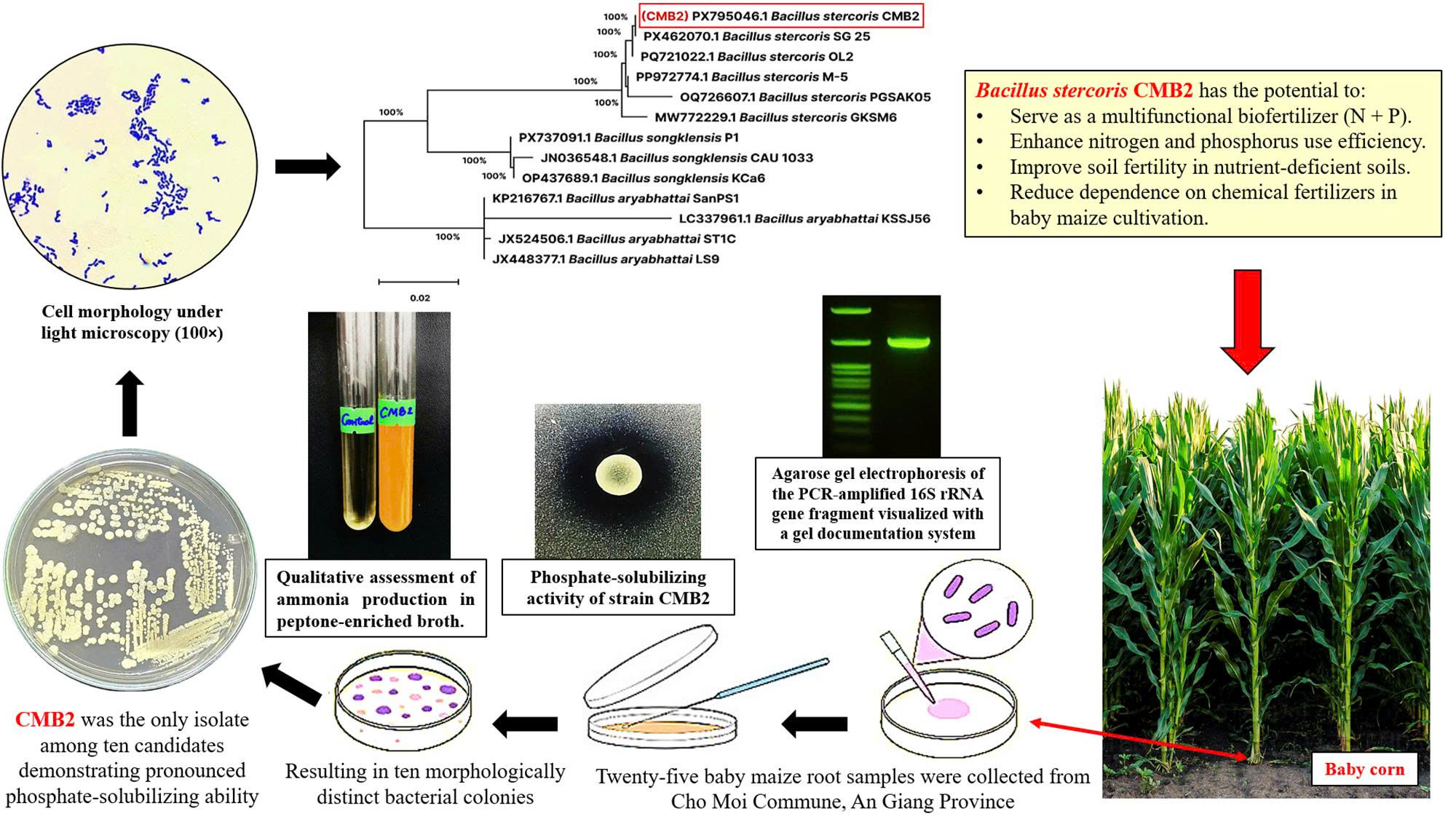 Isolation and Identification of Bacillus stercoris CMB2 with Nitrogen ...