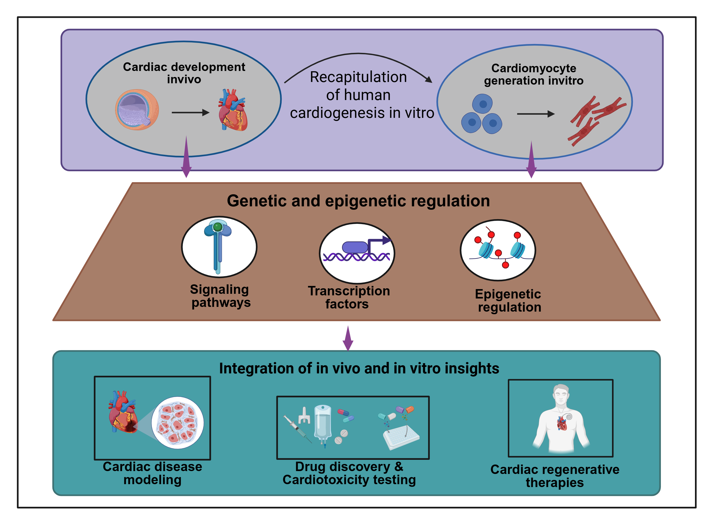 Genetic and Epigenetic Regulation of Cardiac Development: An ...