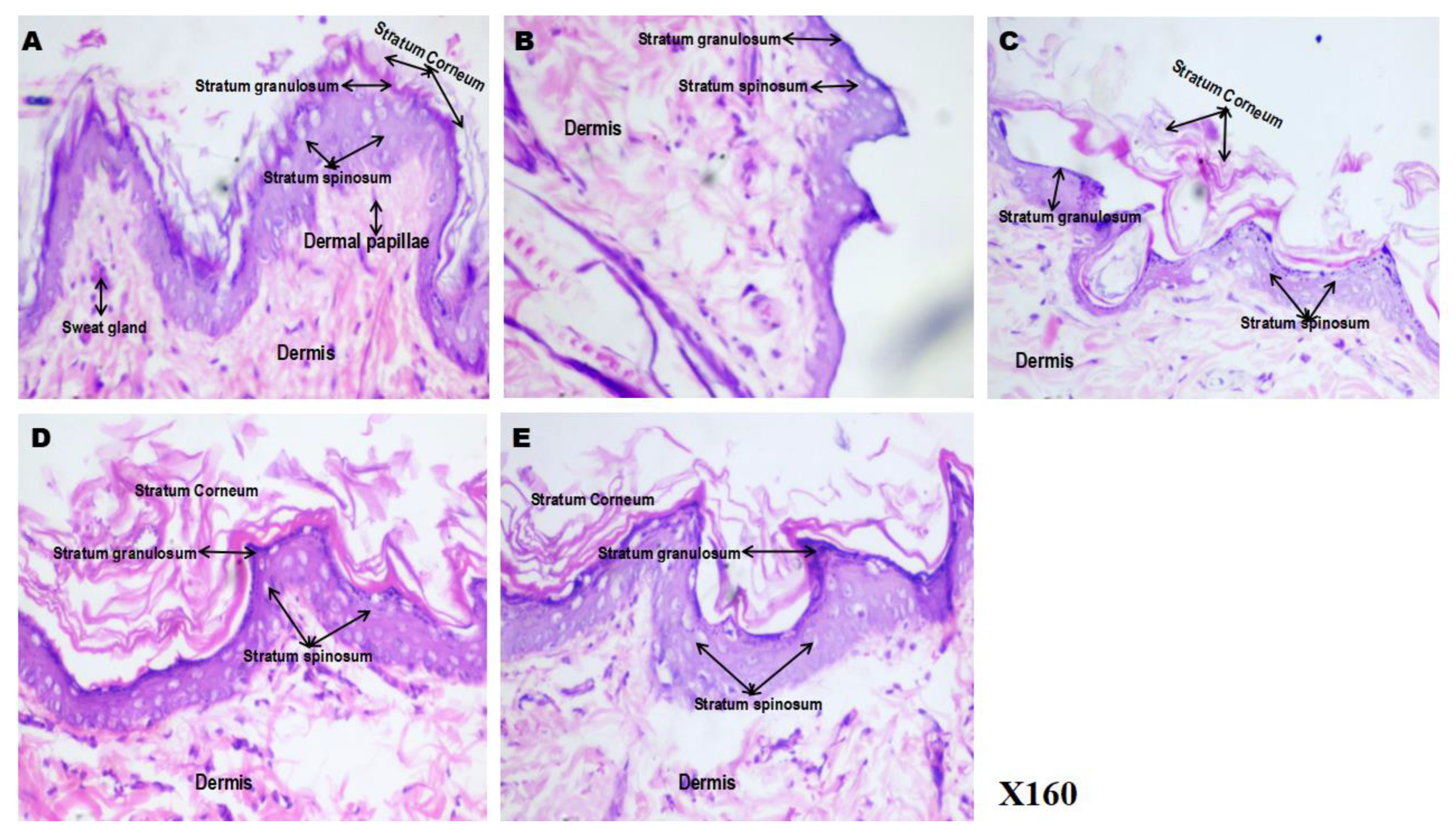 Preprints 183309 g007