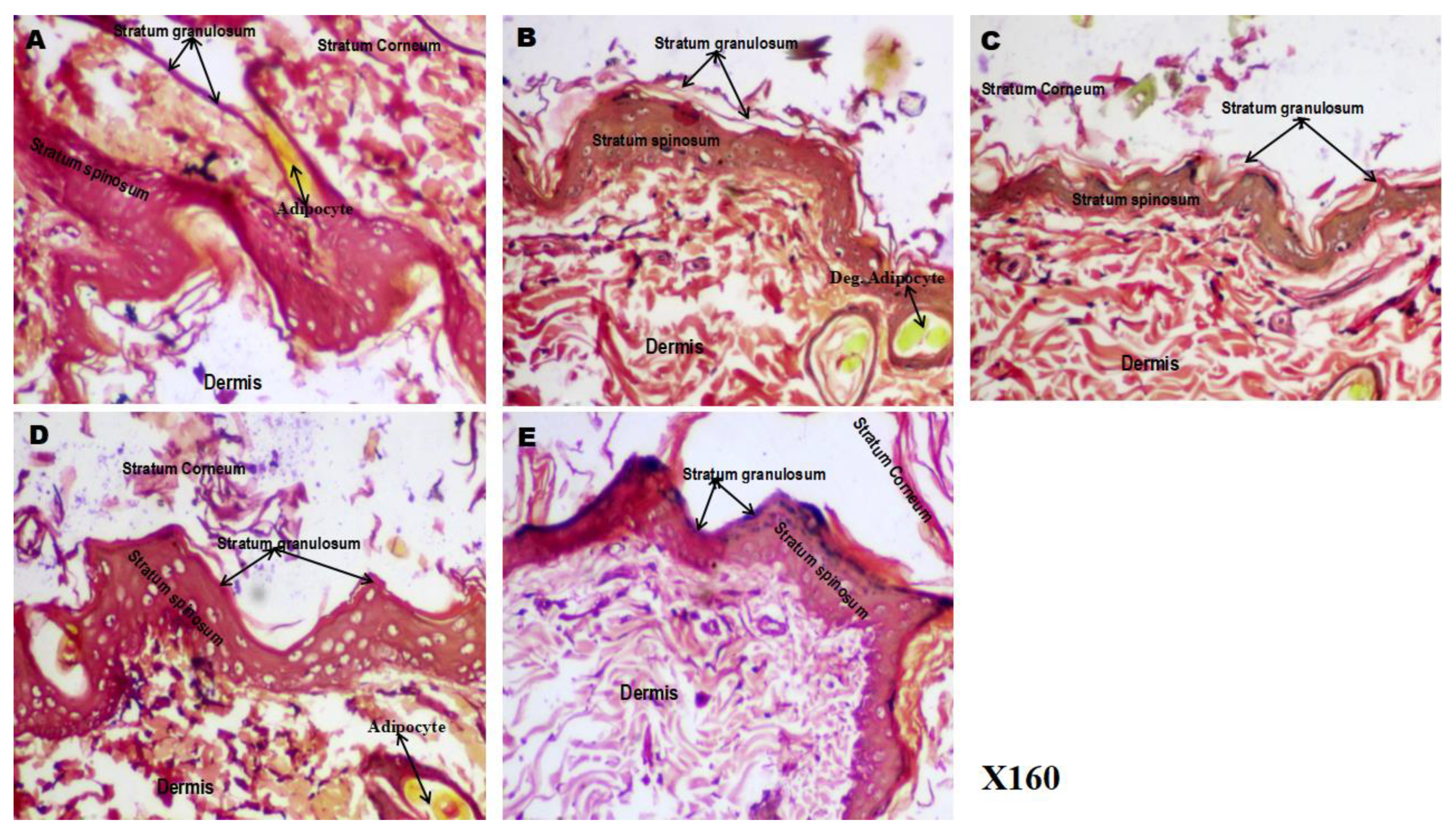Preprints 183309 g008