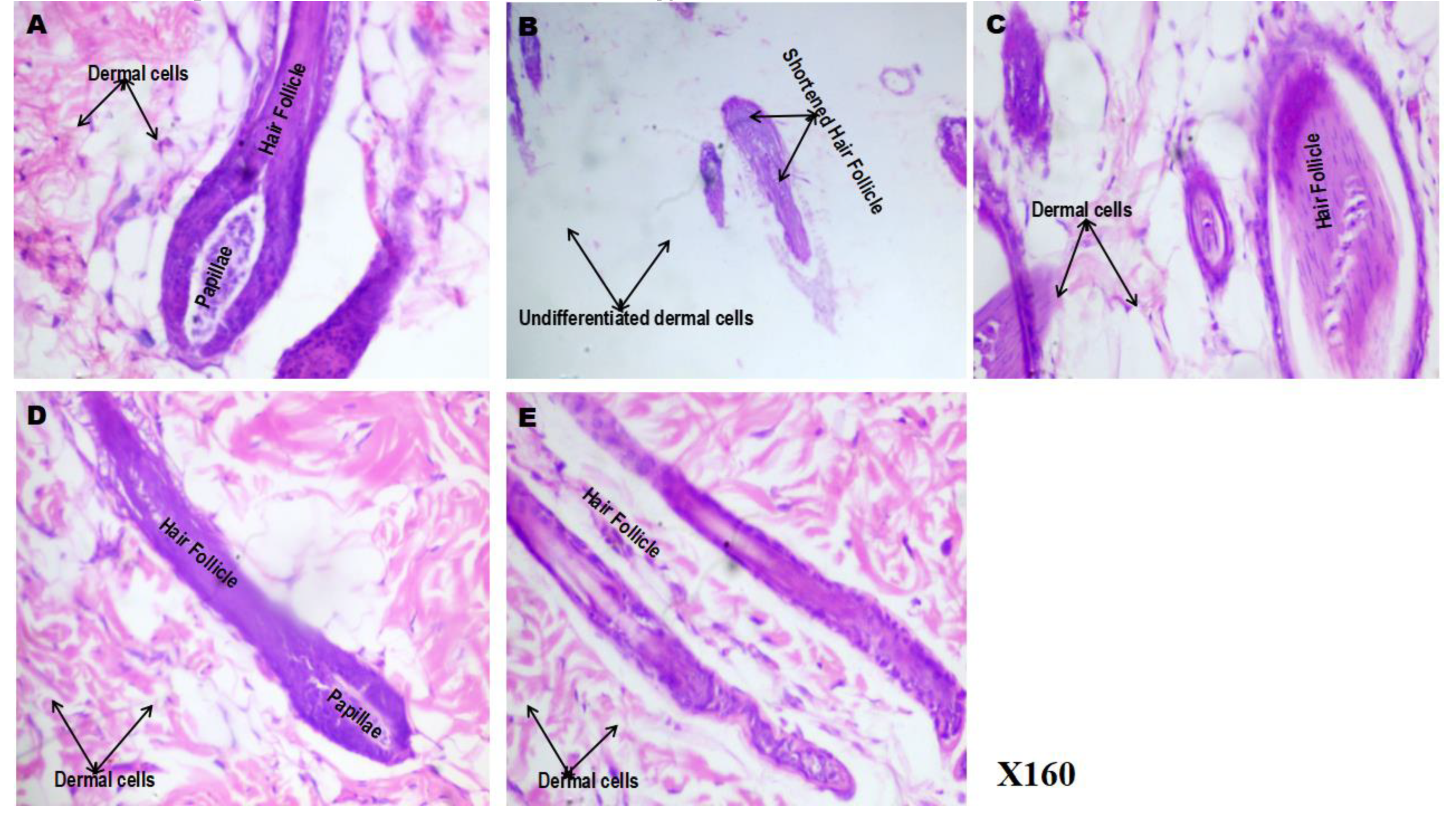 Preprints 183309 g009