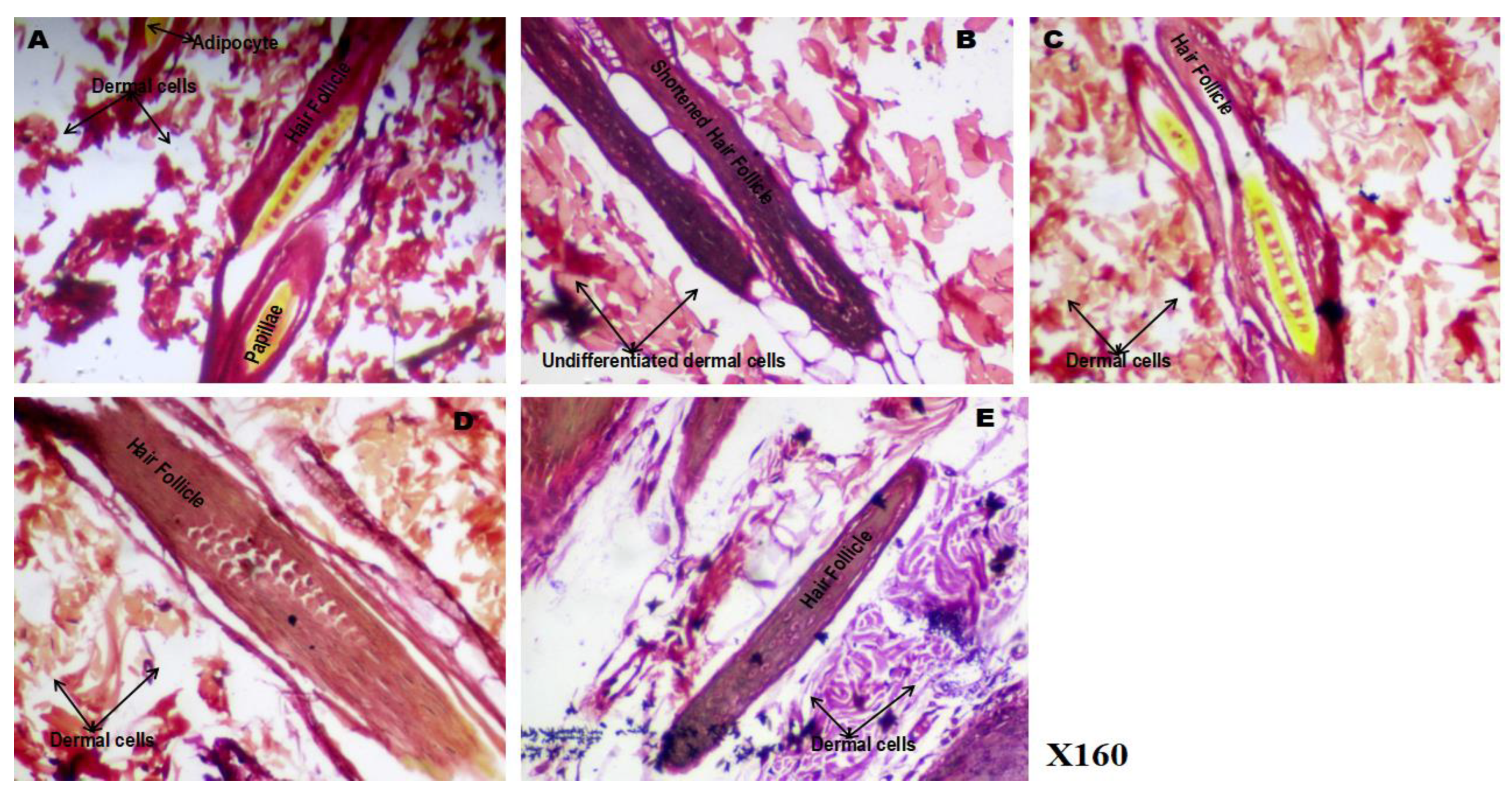 Preprints 183309 g010
