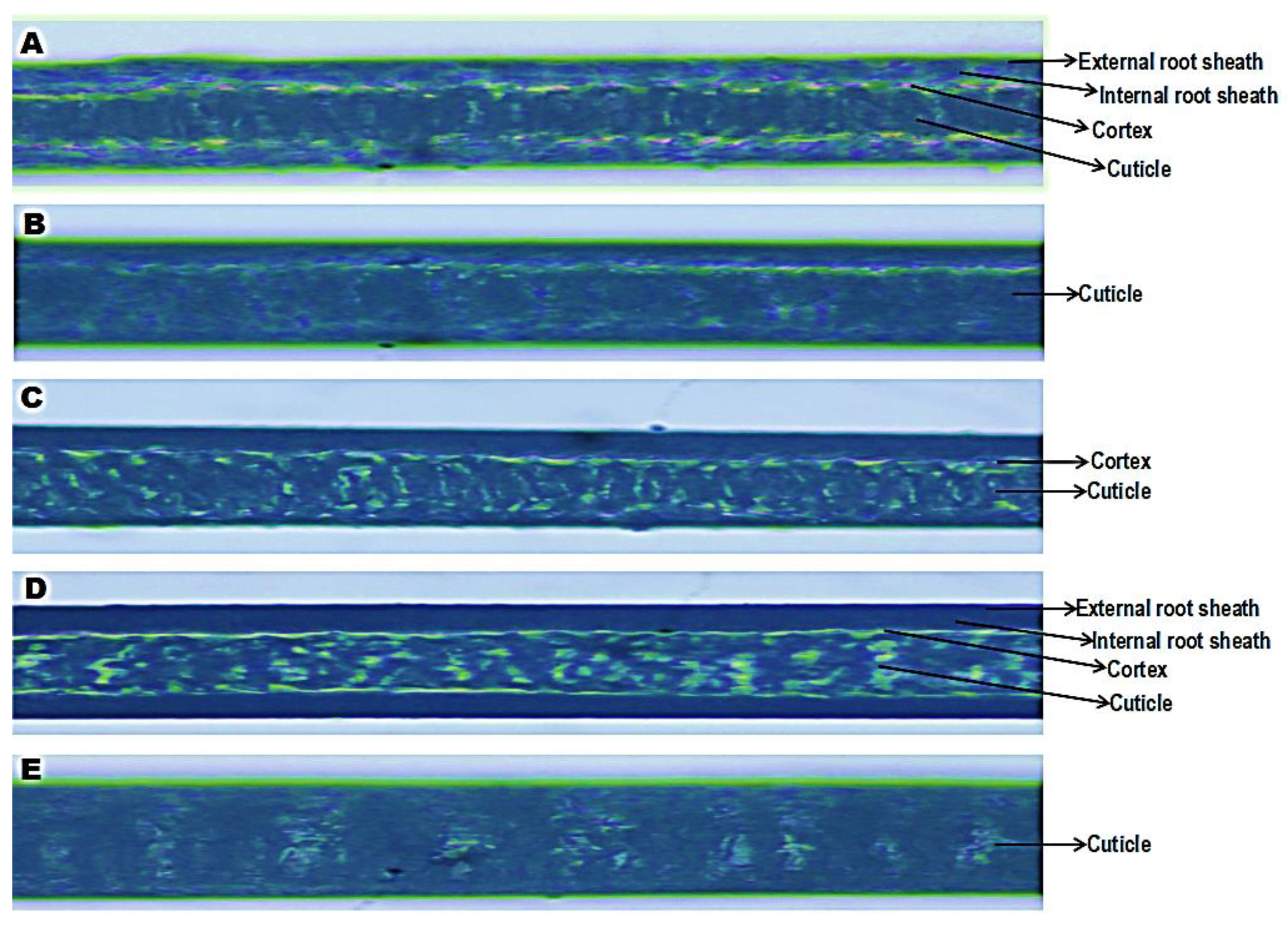 Preprints 183309 g011