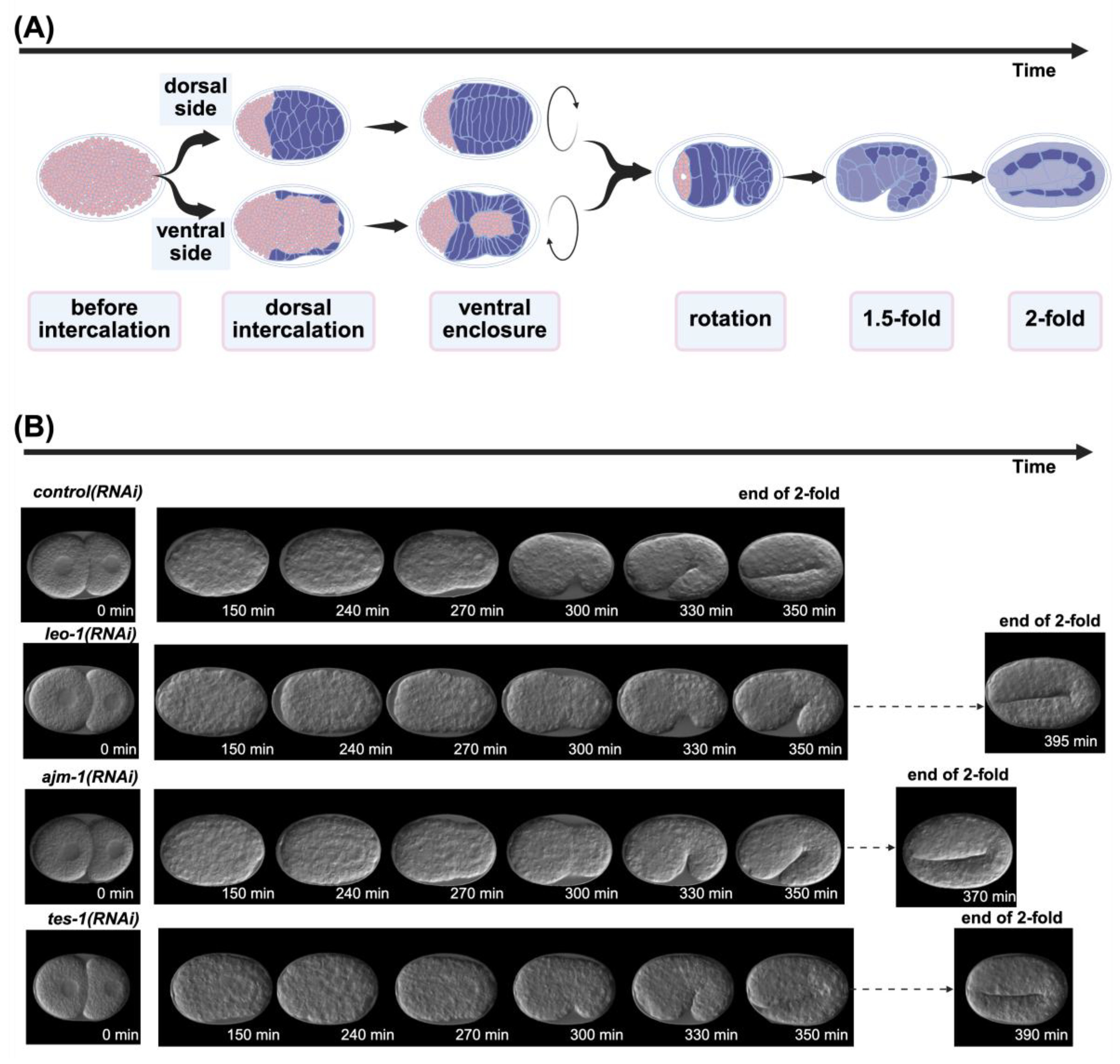 Preprints 166550 g001
