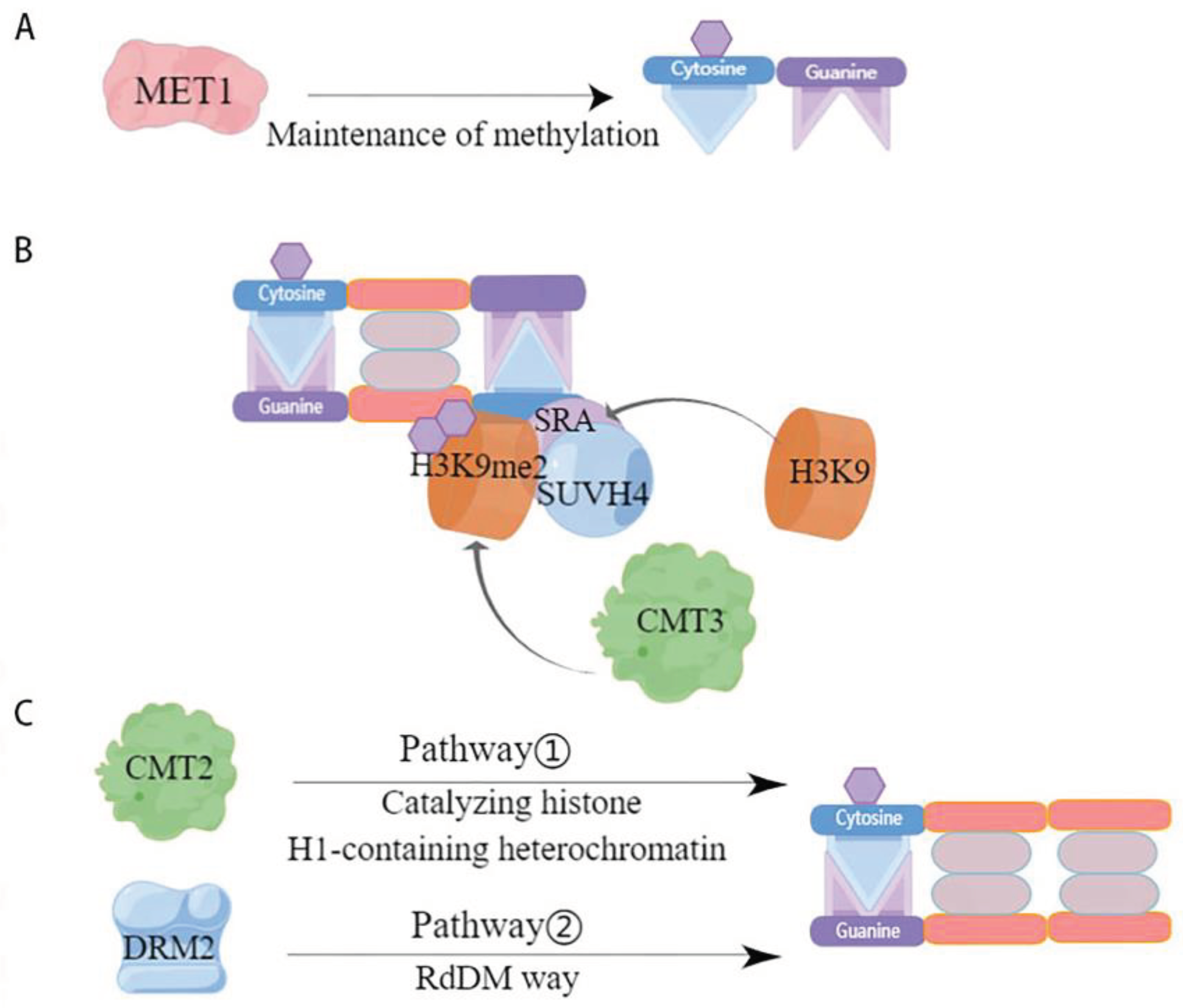 Preprints 102009 g002