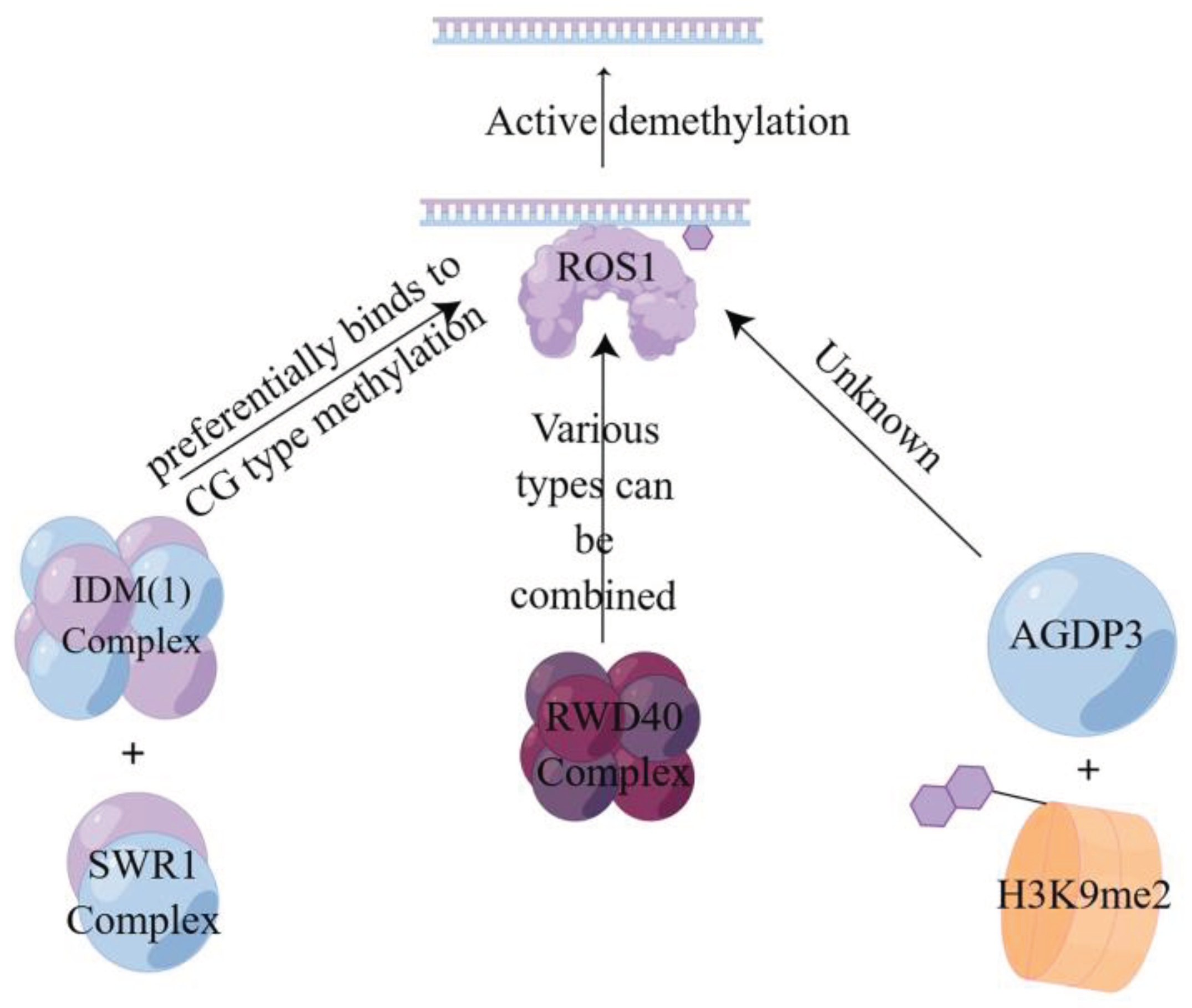 Preprints 102009 g003
