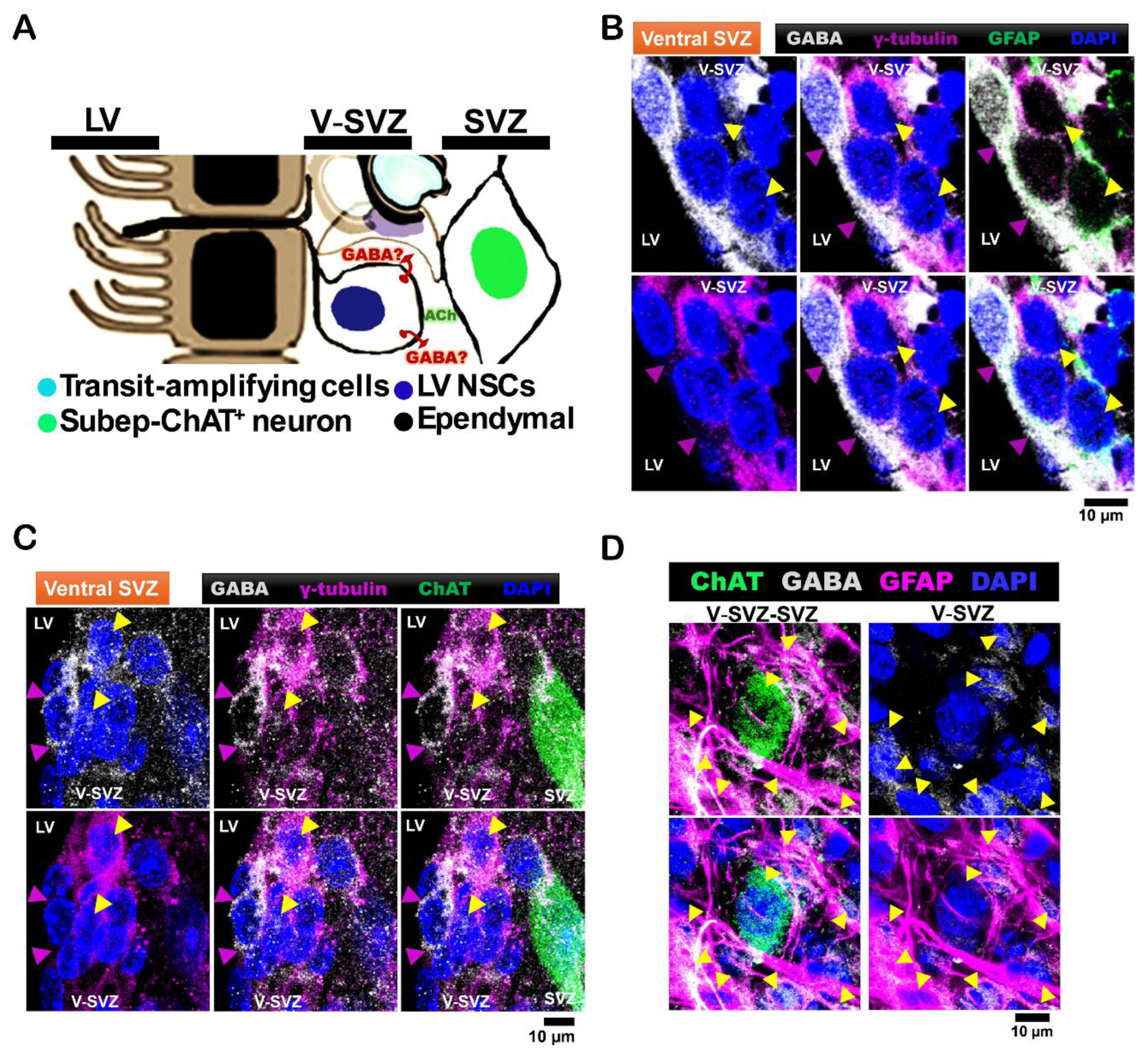 Preprints 145897 g001