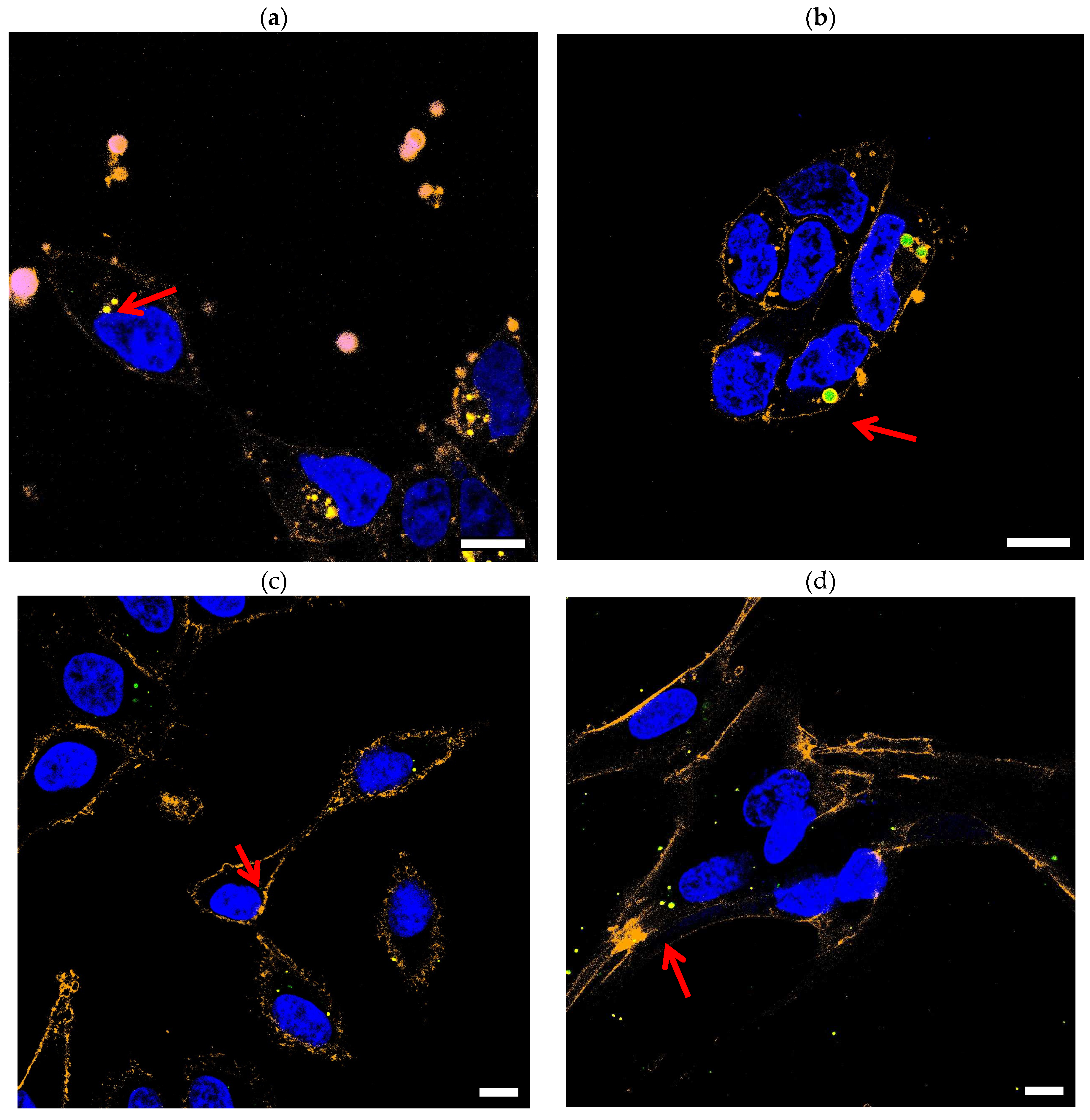 Preprints 91682 g001