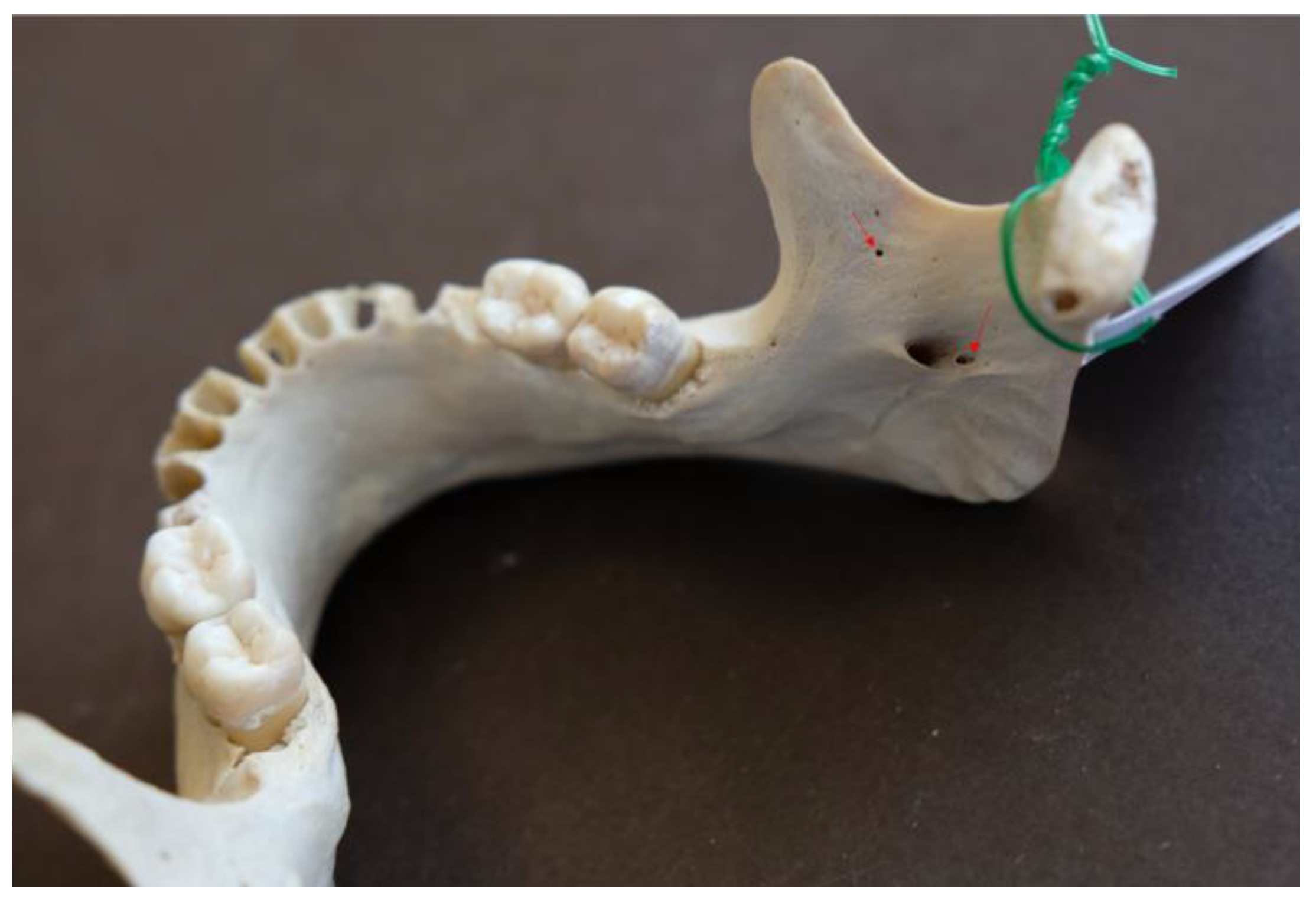 Preprints 190547 g005