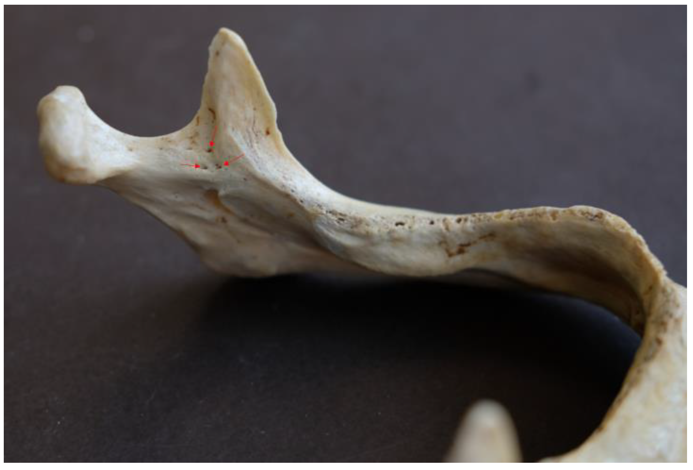 Preprints 190547 g006