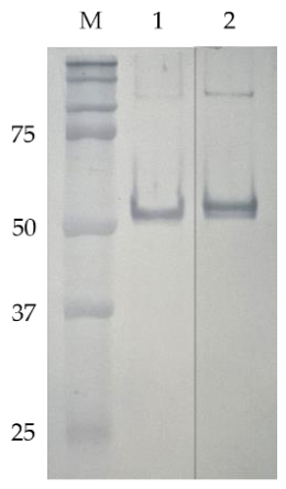 Preprints 223366 g001