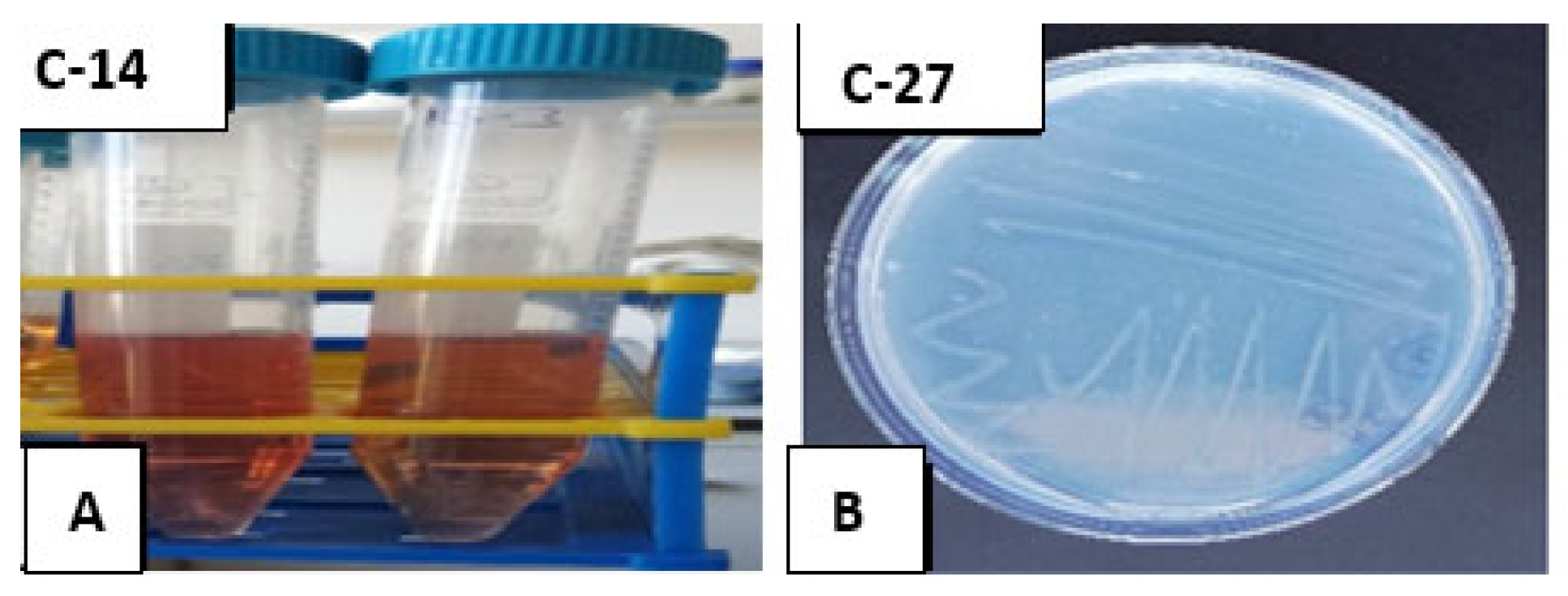 Preprints 207077 g005 Preprints 207077 g005