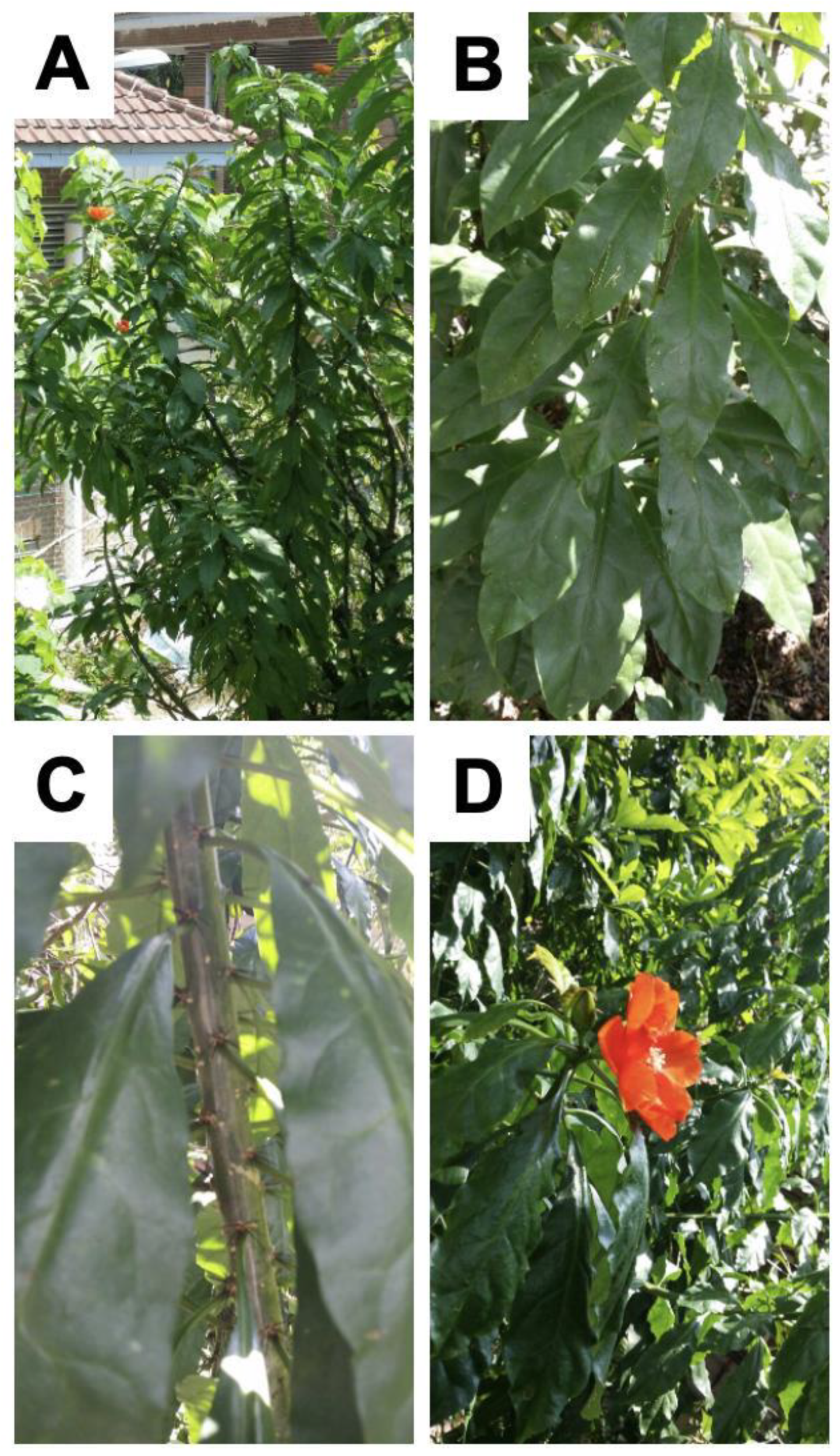 Preprints 194481 g001