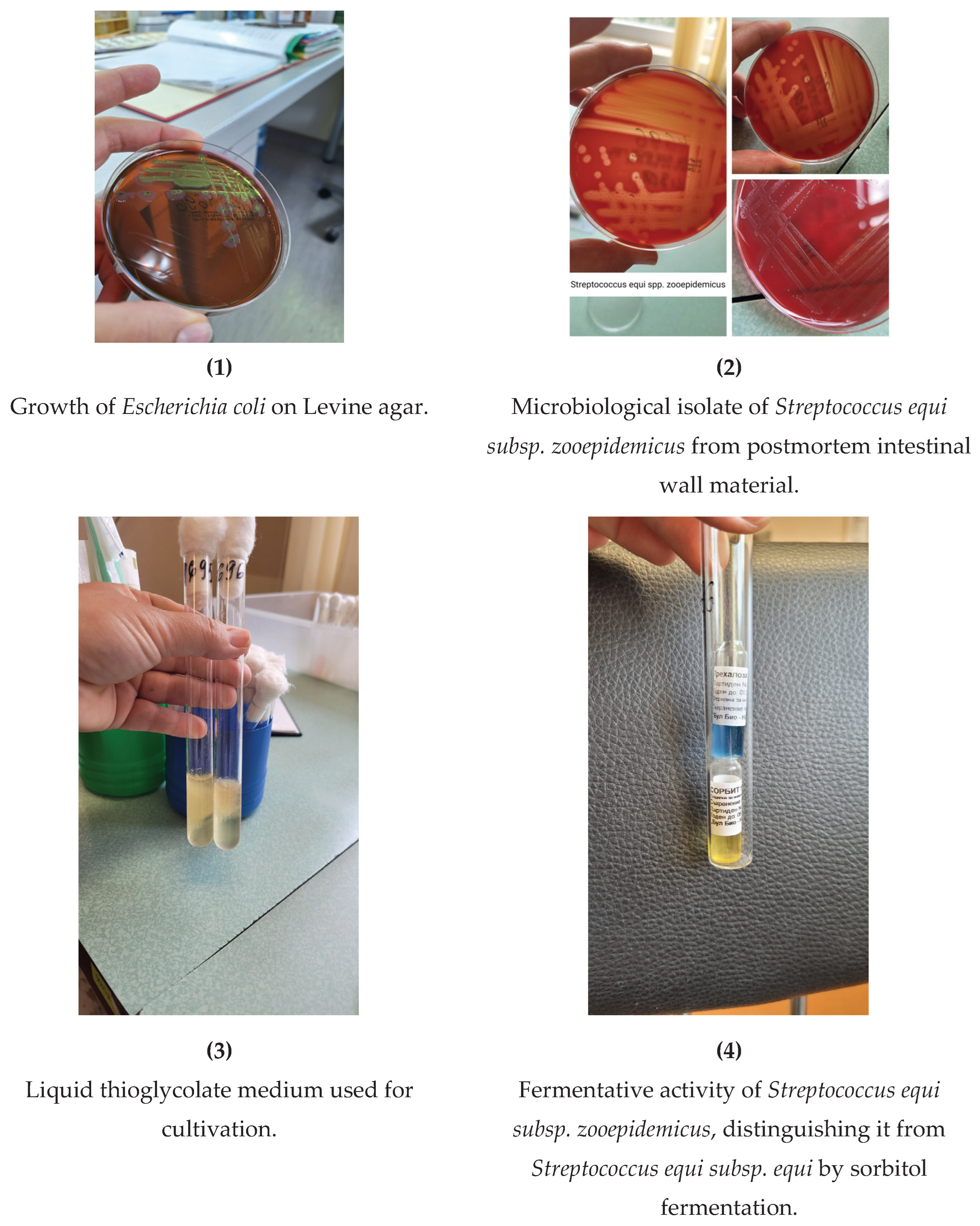 Preprints 181342 g001