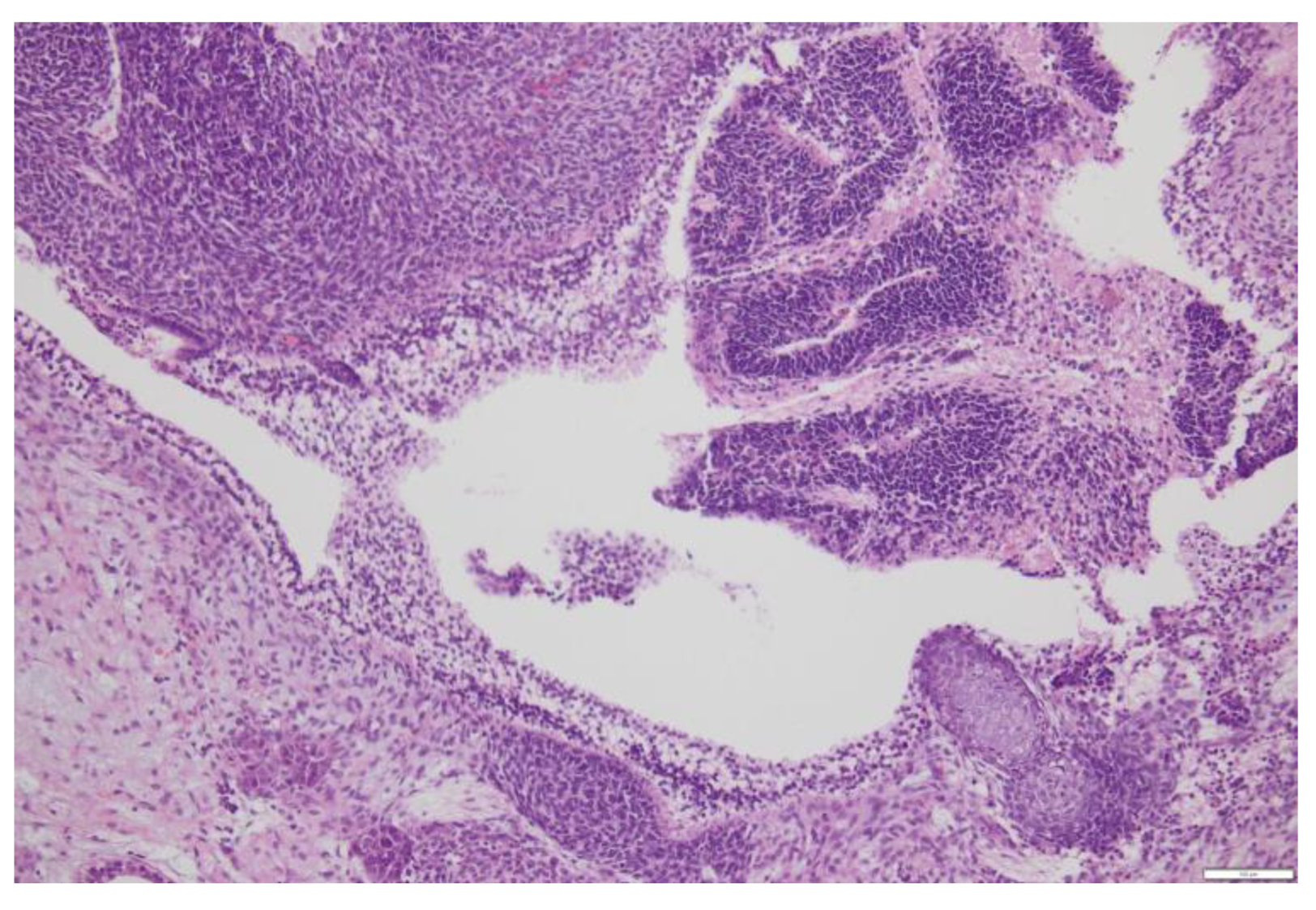 Preprints 173142 g001