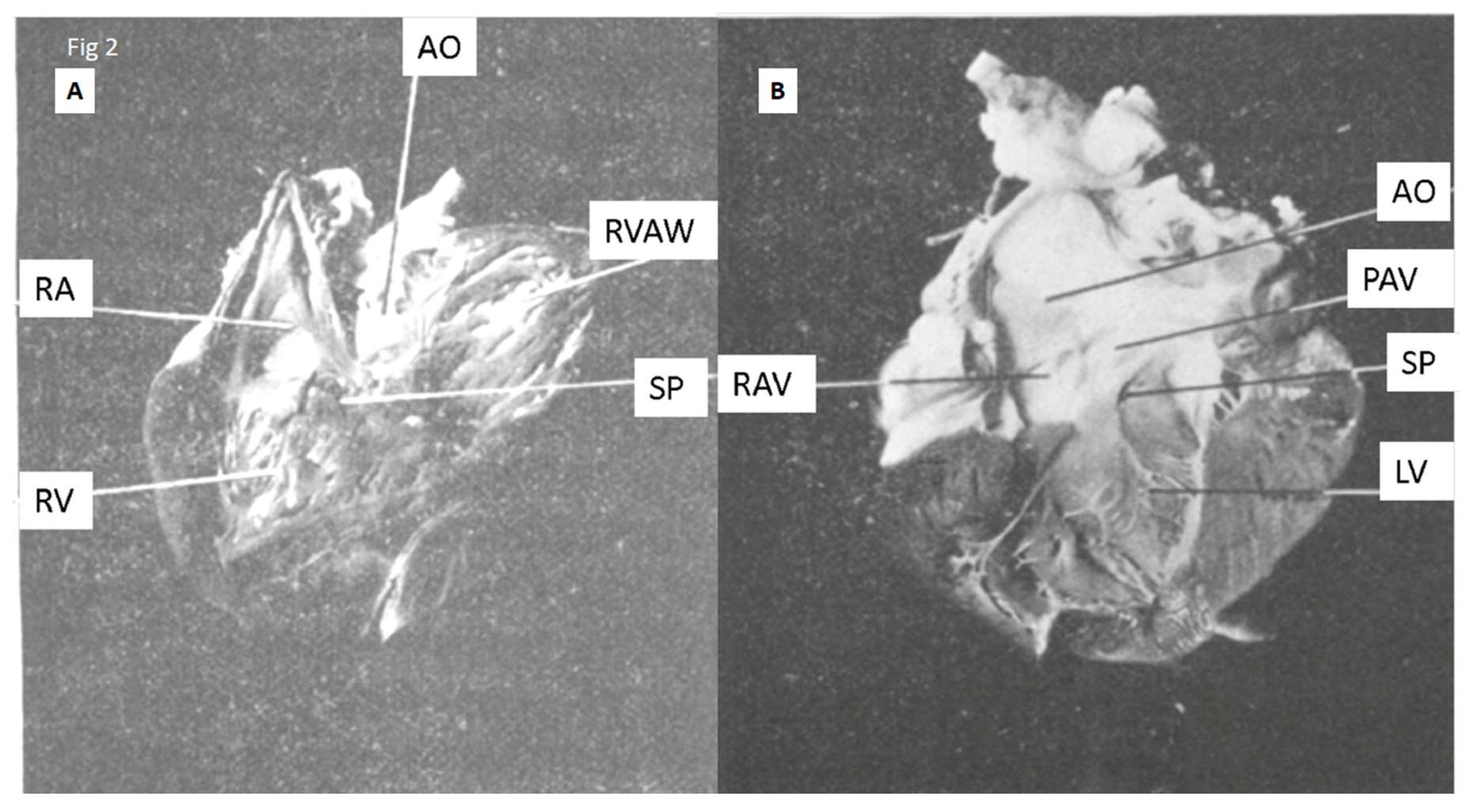 Preprints 164918 g002