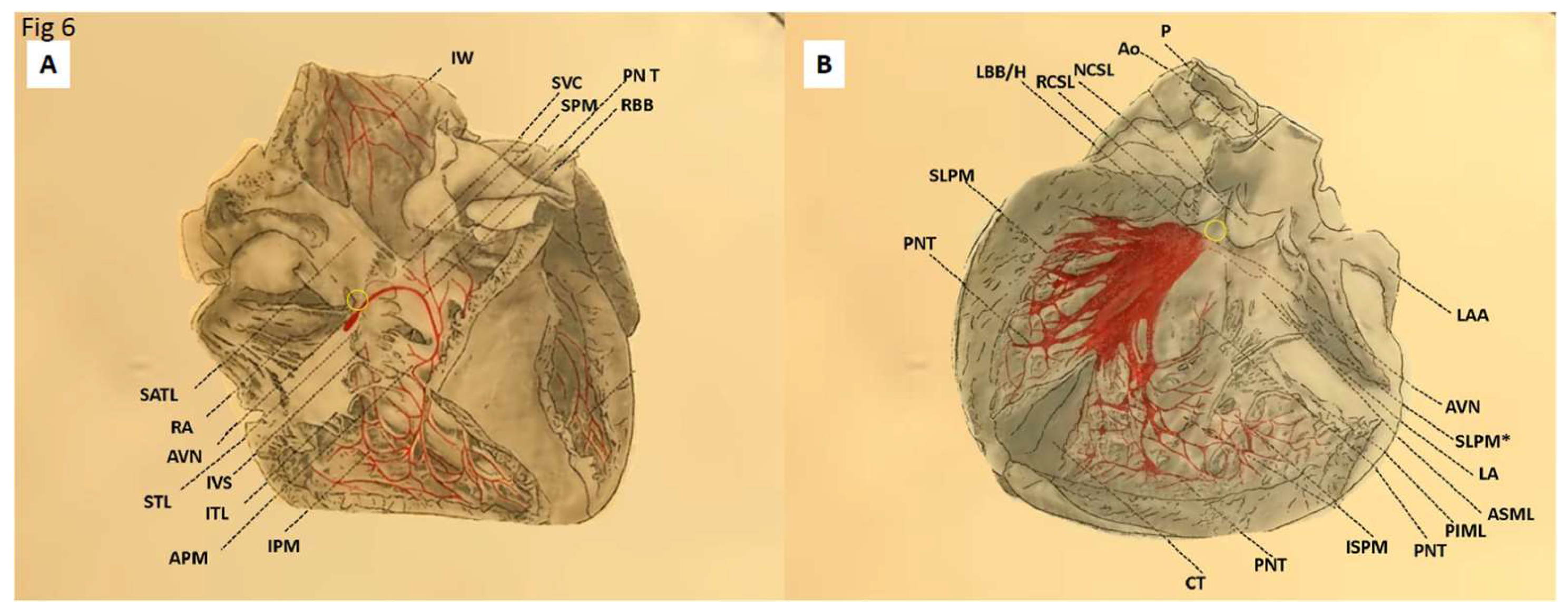 Preprints 164918 g006