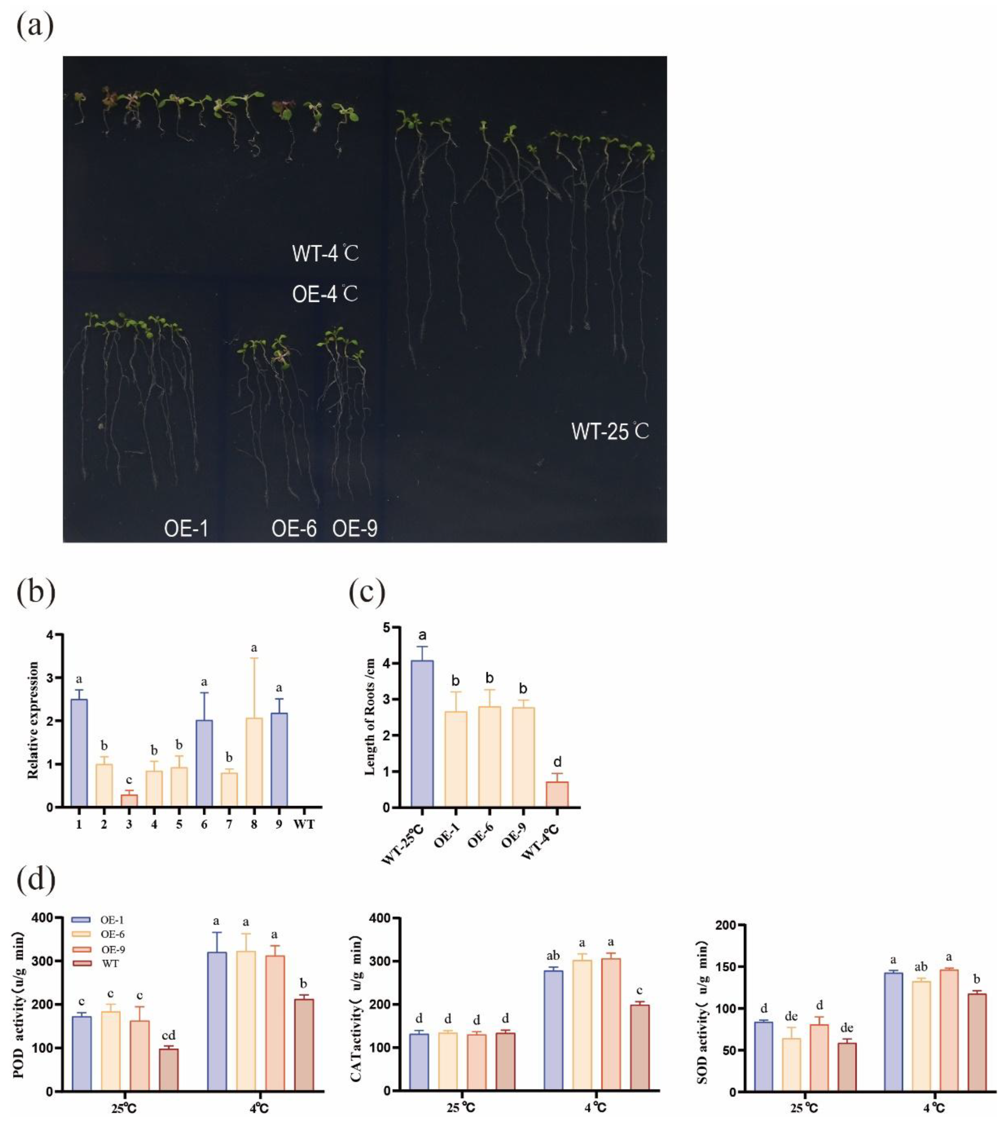Preprints 148754 g007