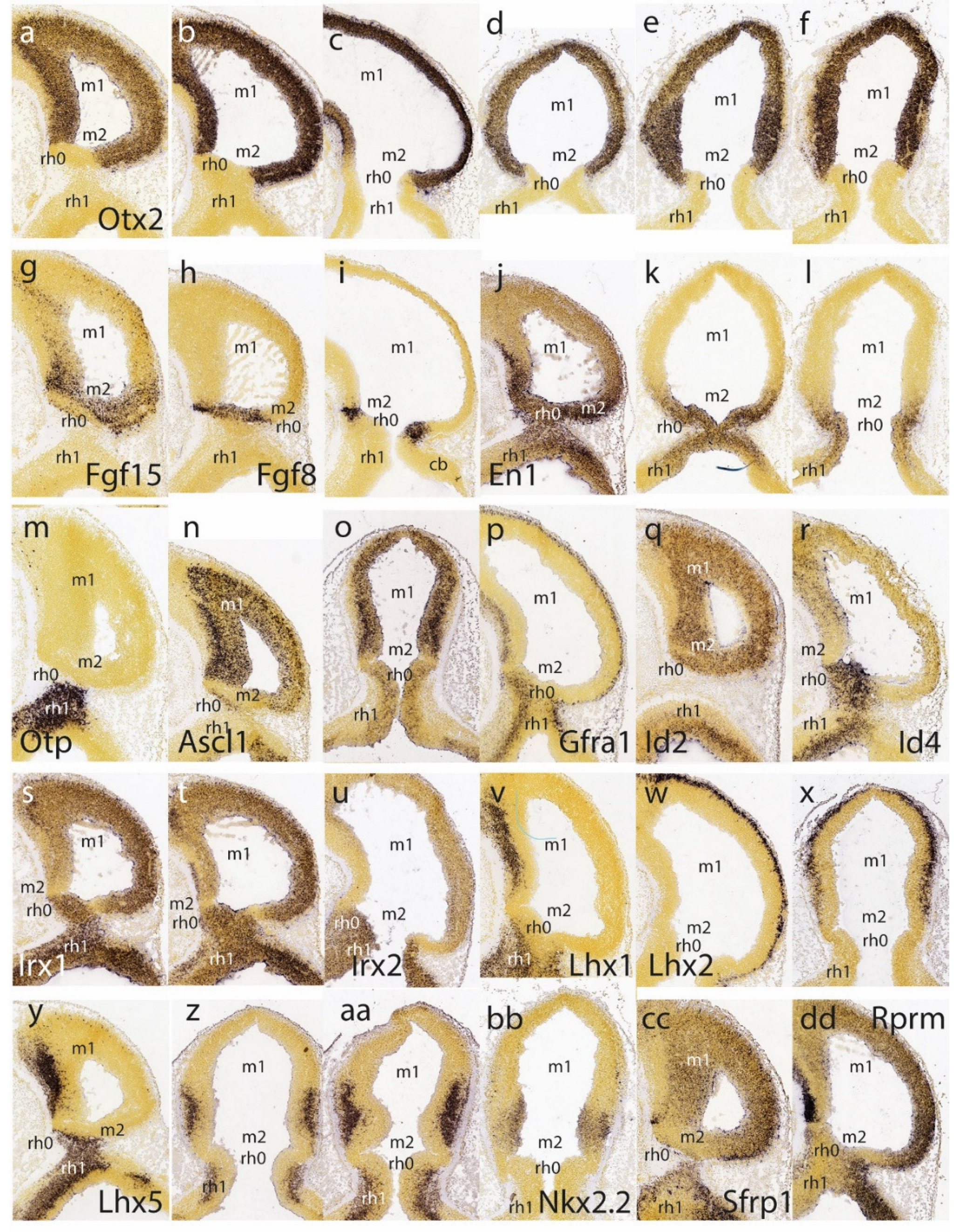 Preprints 72038 g001