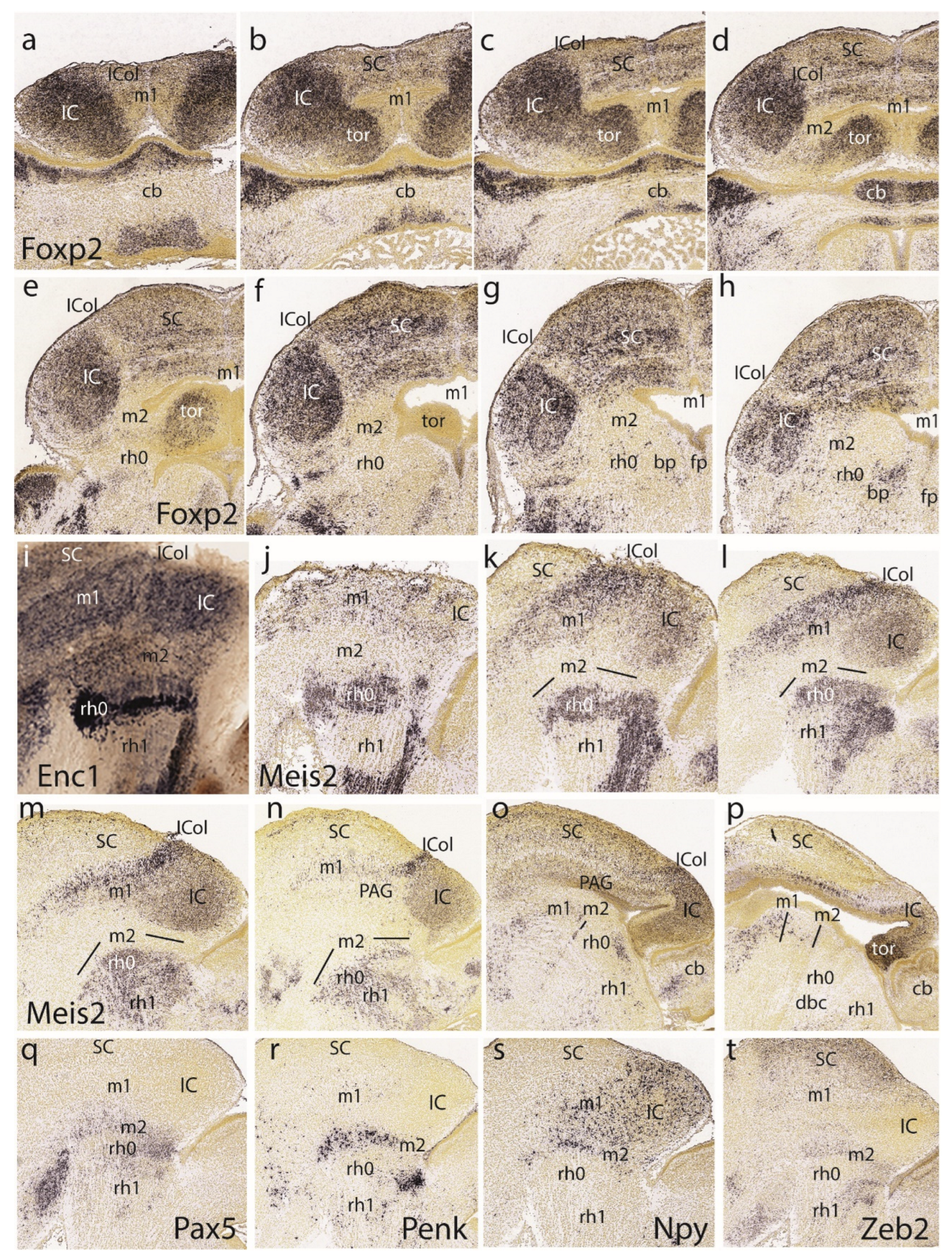 Preprints 72038 g009