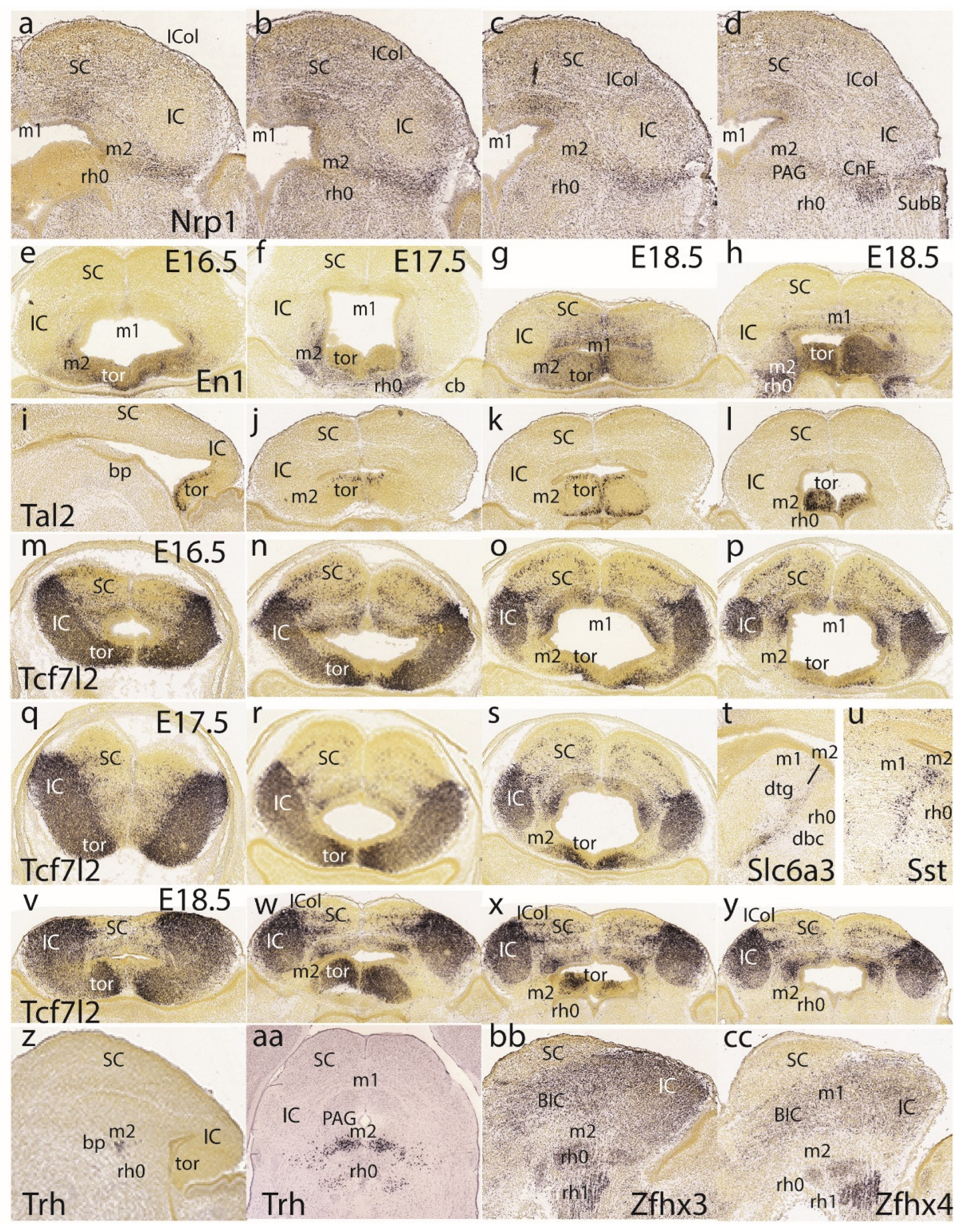 Preprints 72038 g010