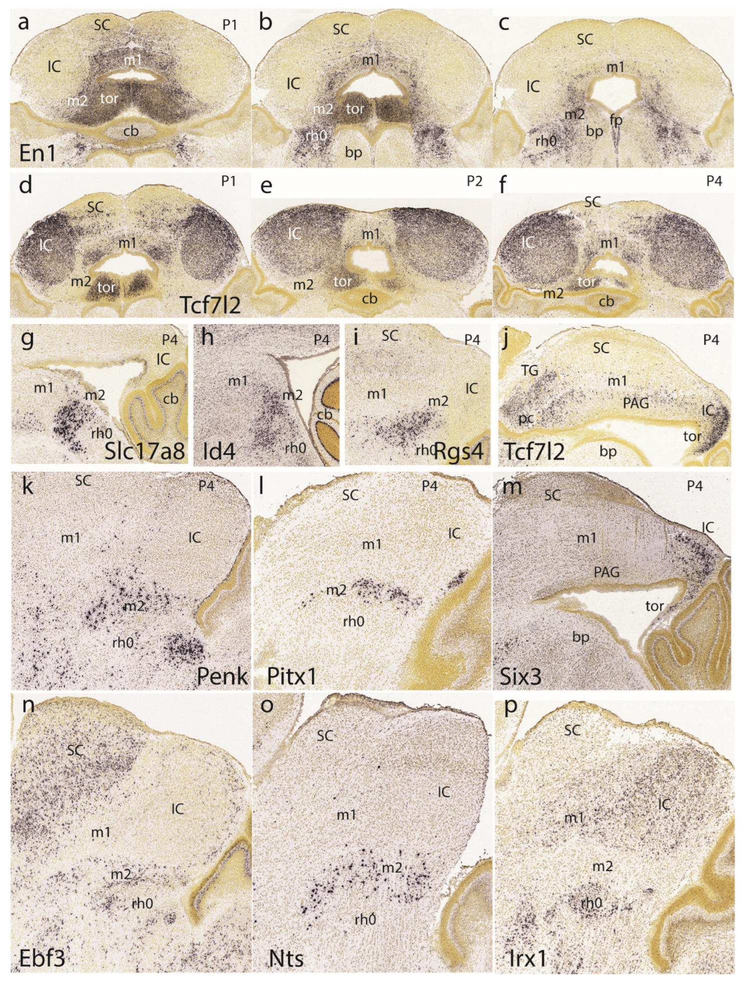 Preprints 72038 g012
