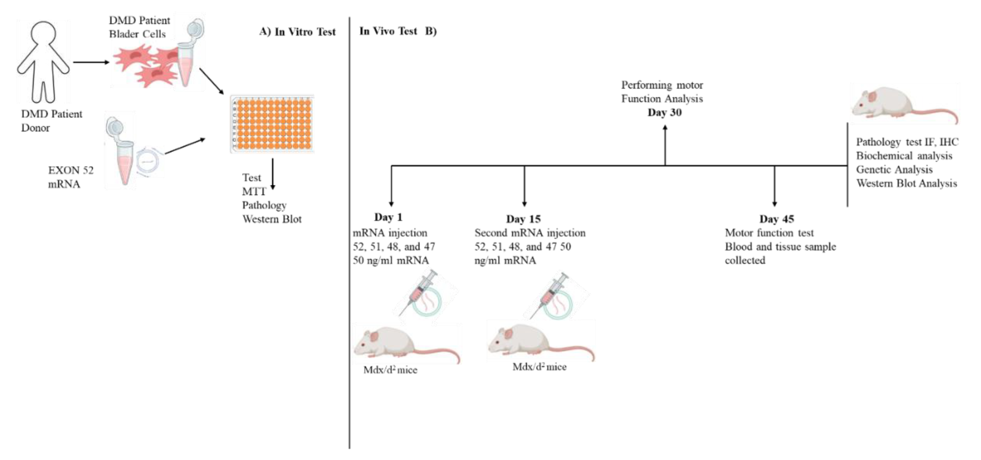 Preprints 183246 g001