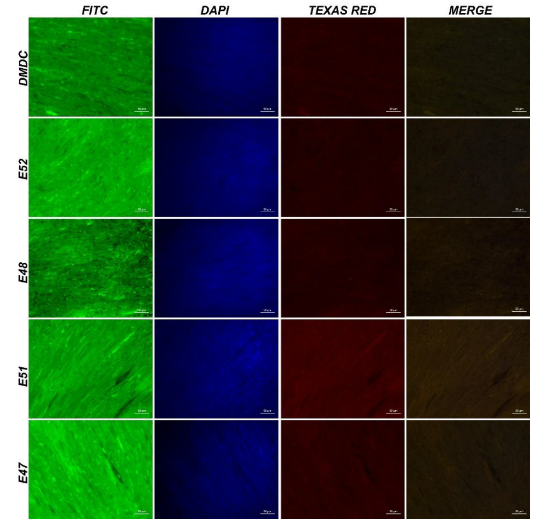 Preprints 183246 g007