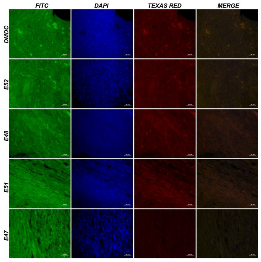 Preprints 183246 g008