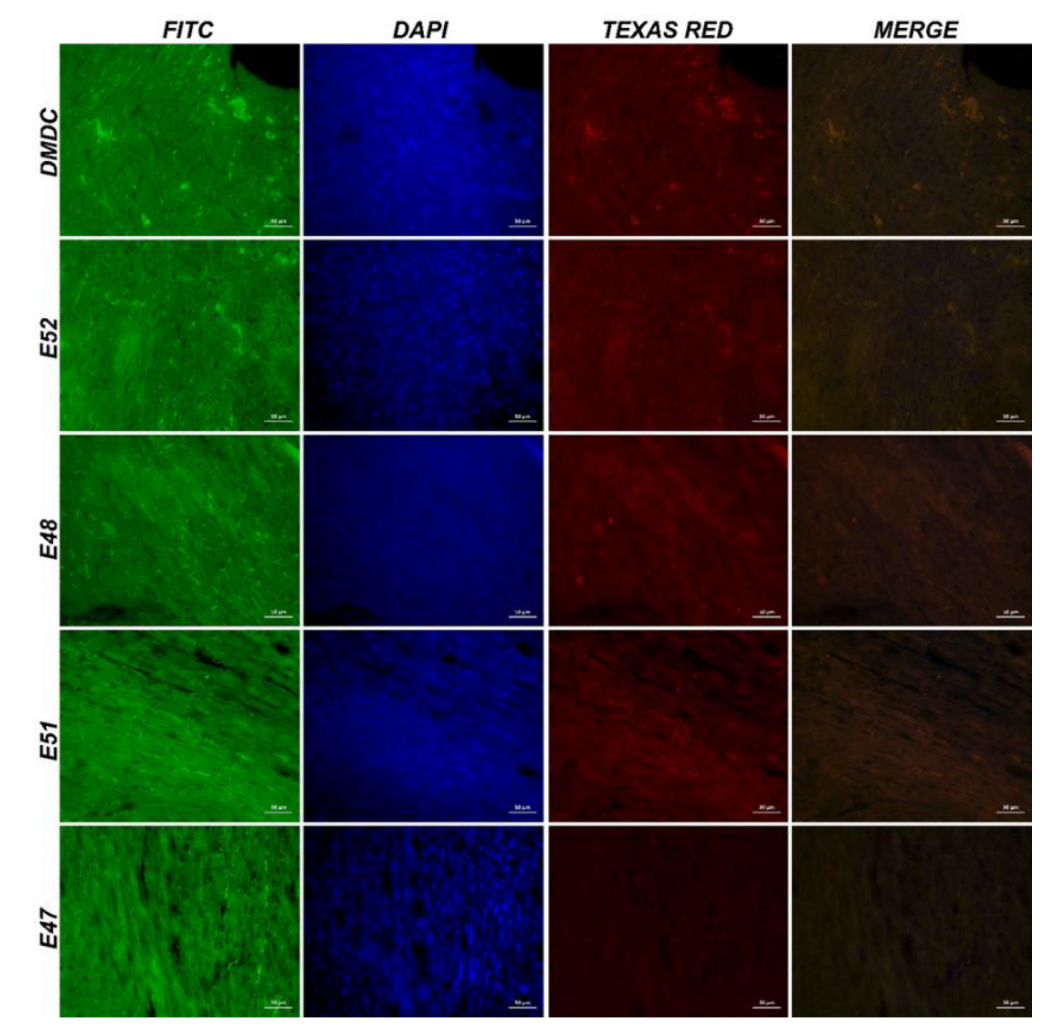 Preprints 183246 g009