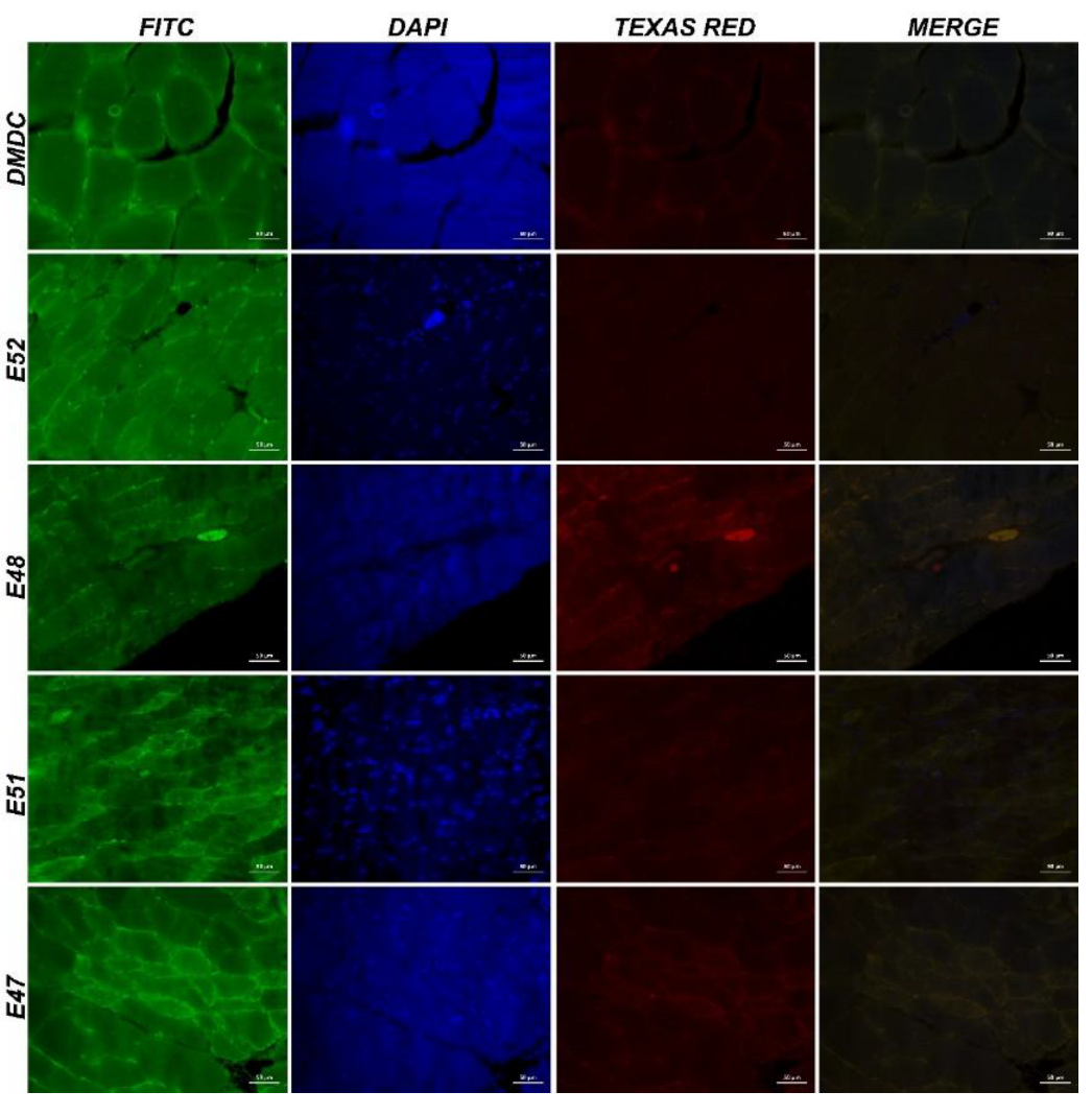 Preprints 183246 g010