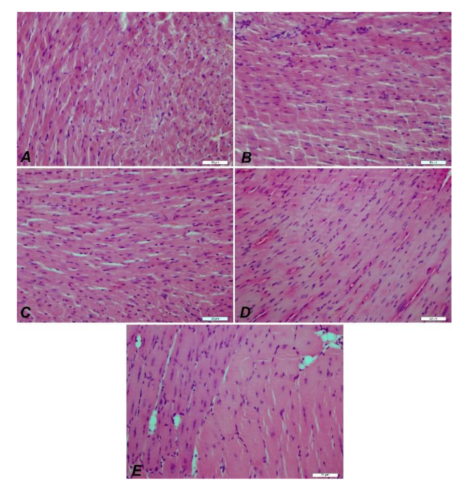 Preprints 183246 g011