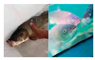 Preprints 203346 i025 Preprints 203346 i025