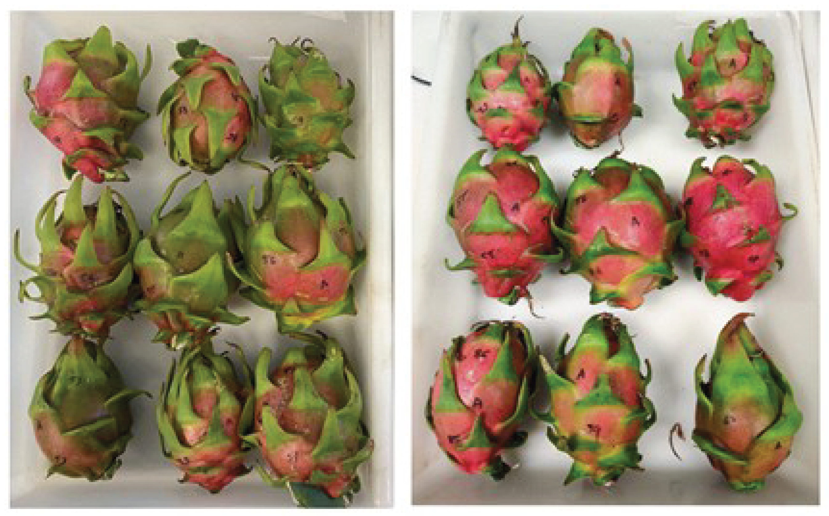 Preprints 193301 g001