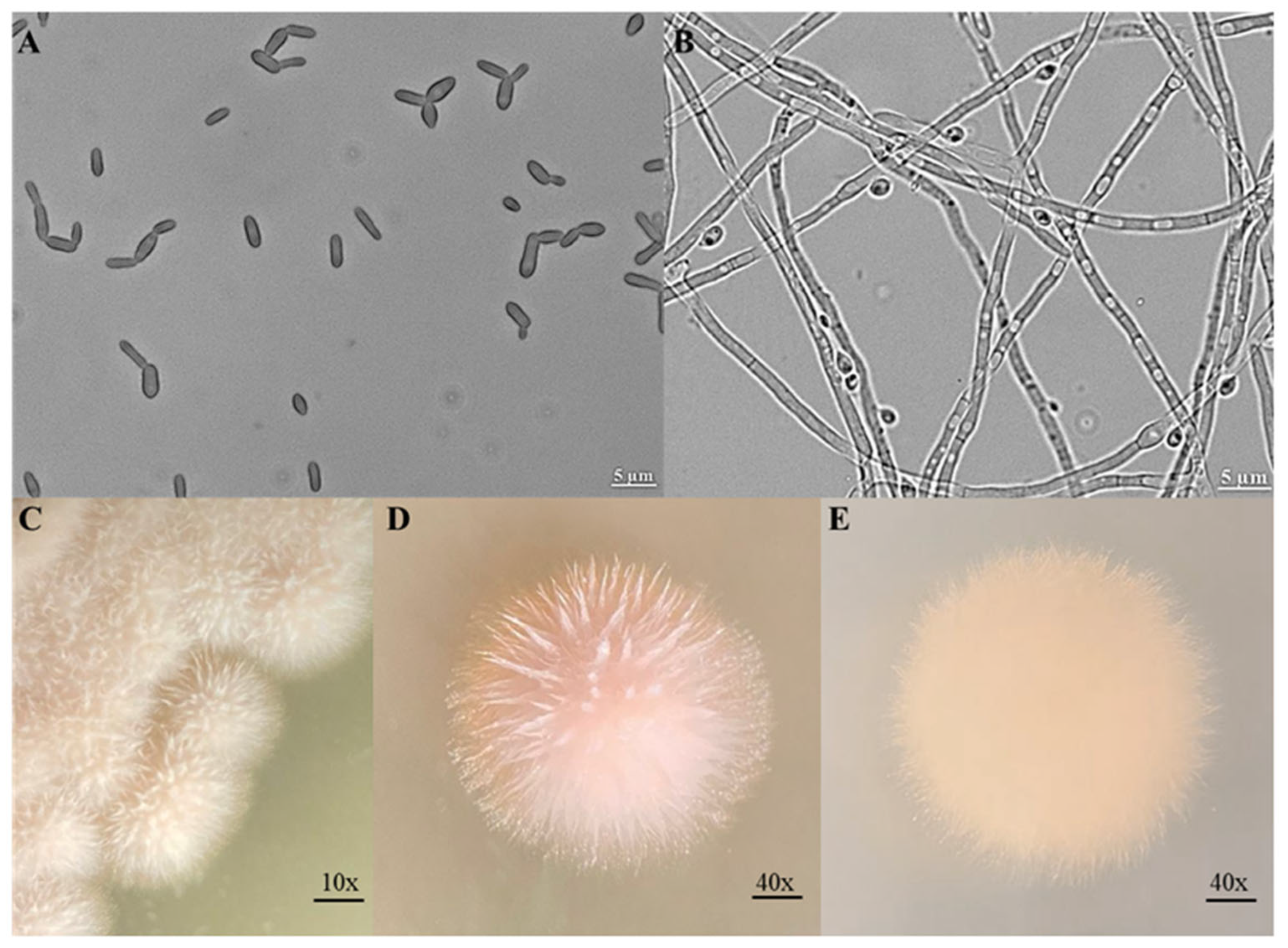 Preprints 187314 g001