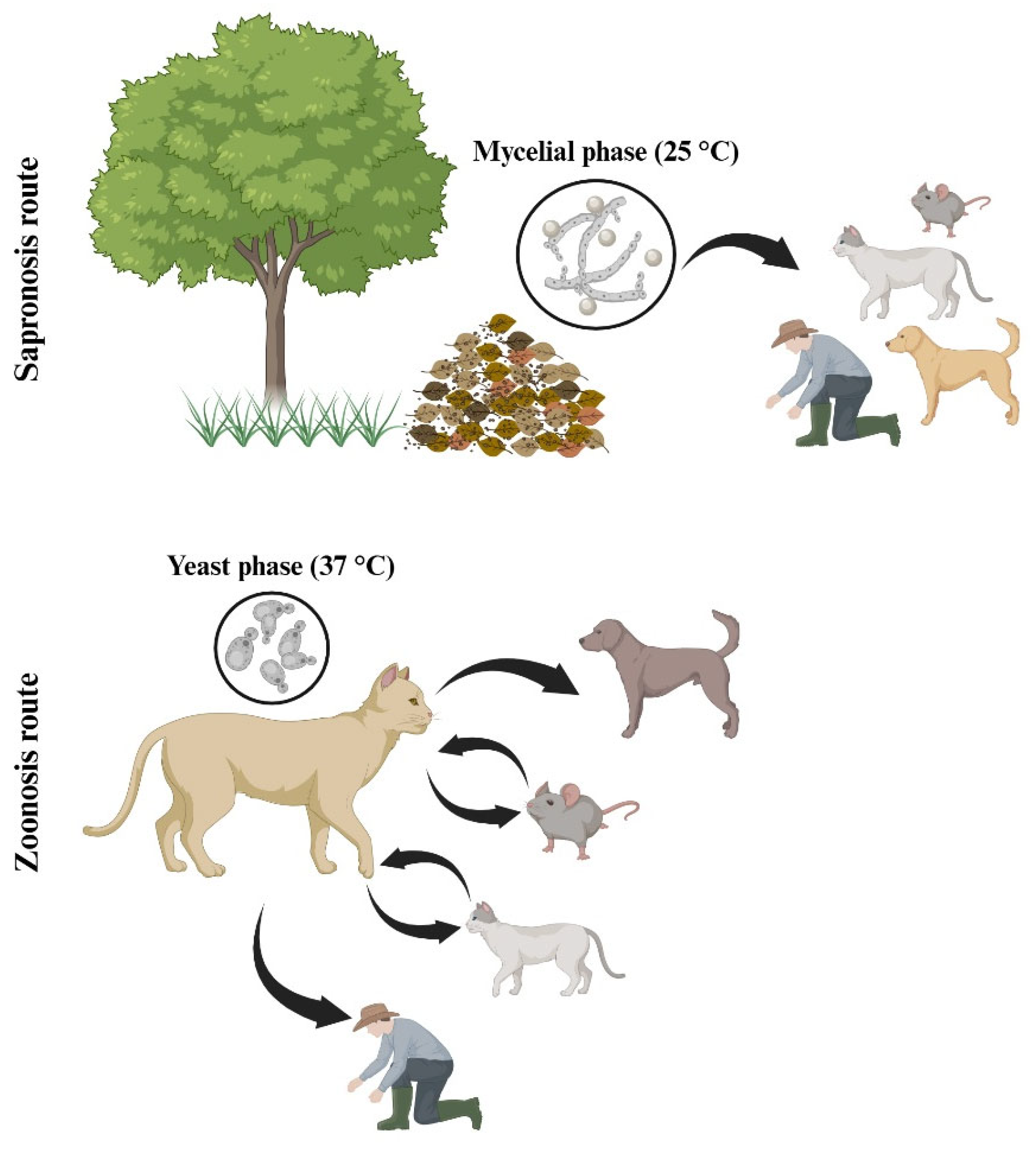 Preprints 187314 g005