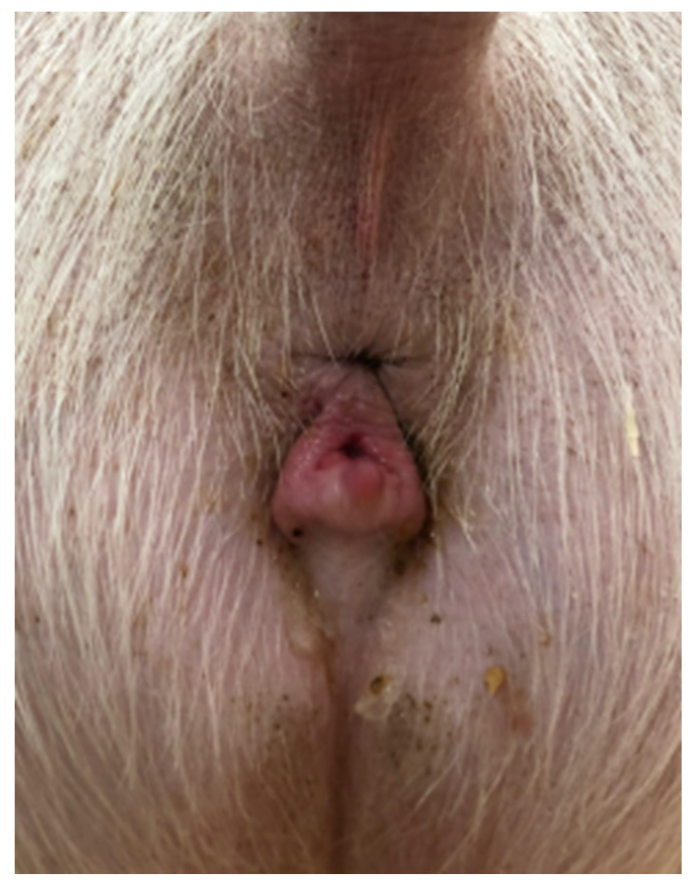 Preprints 146475 g001