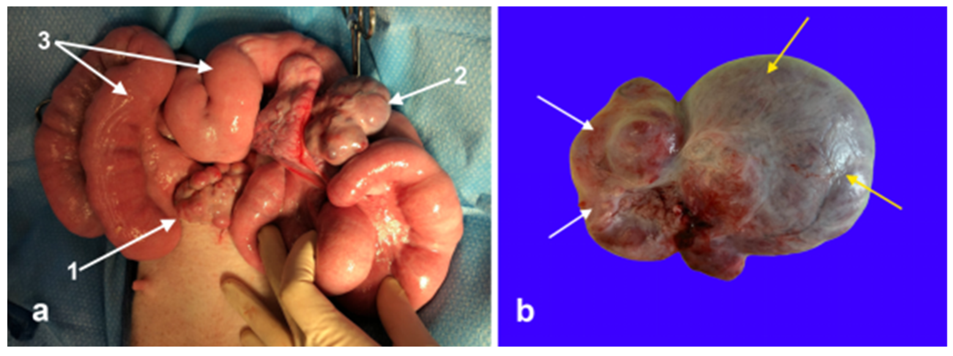 Preprints 146475 g003