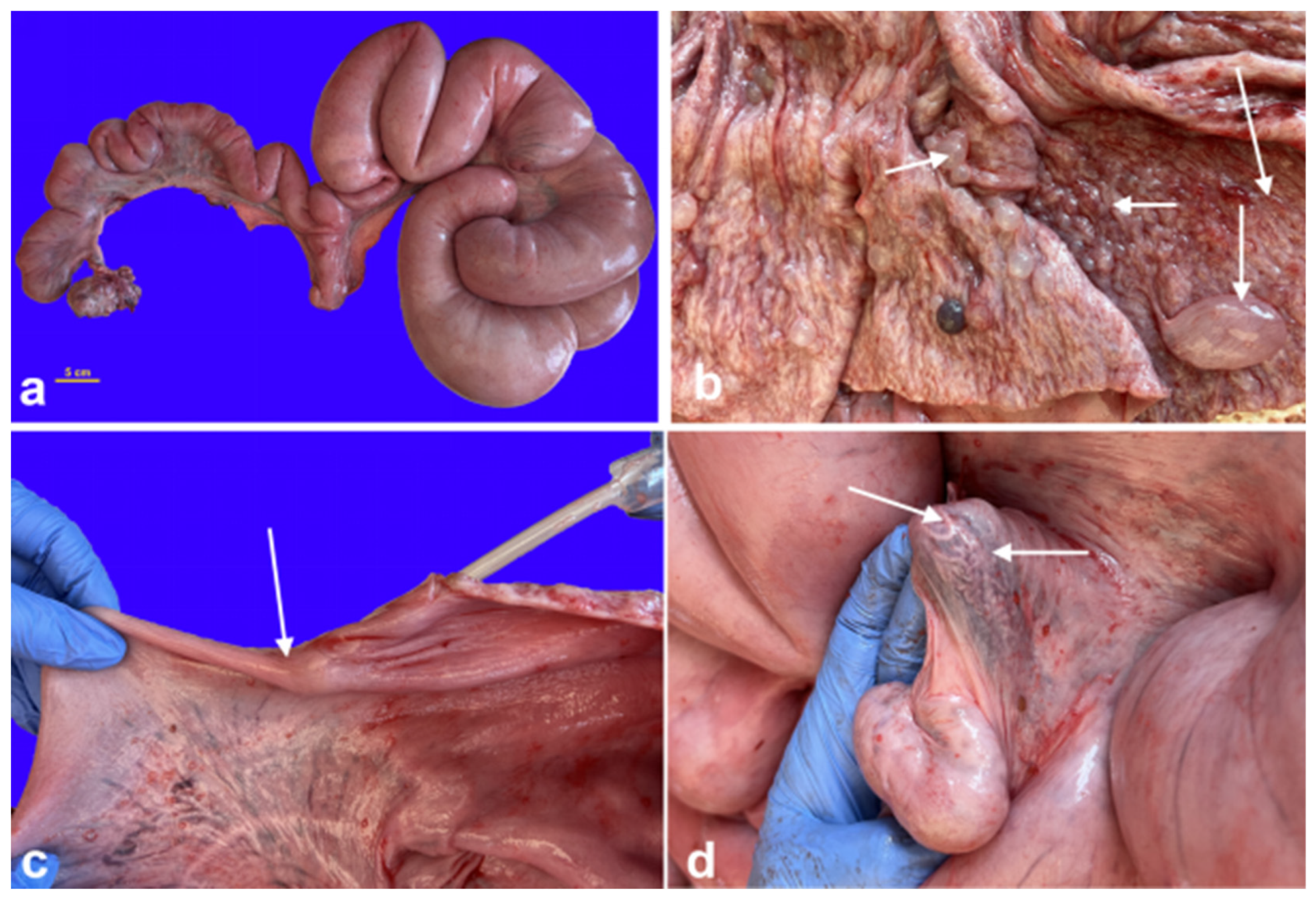 Preprints 146475 g005