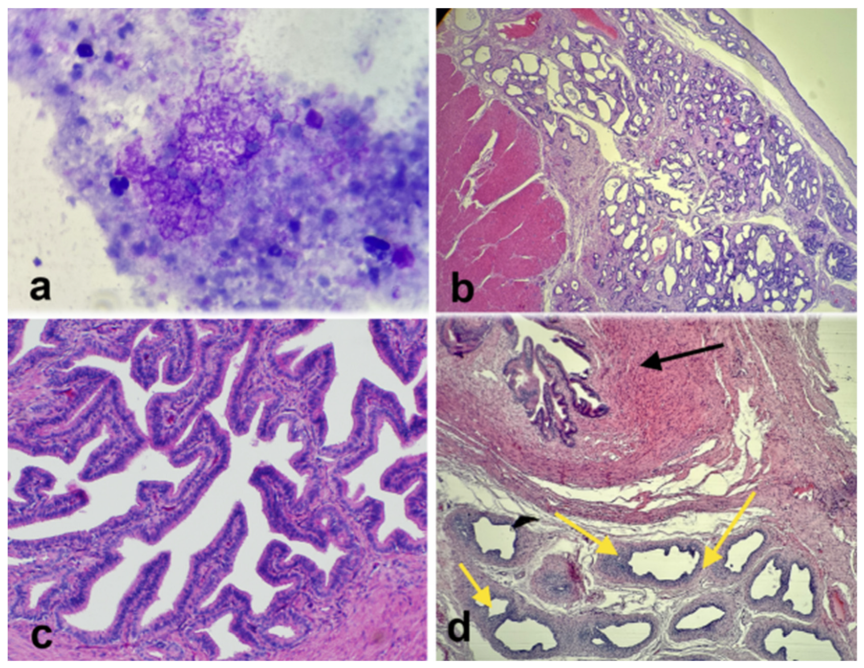 Preprints 146475 g006