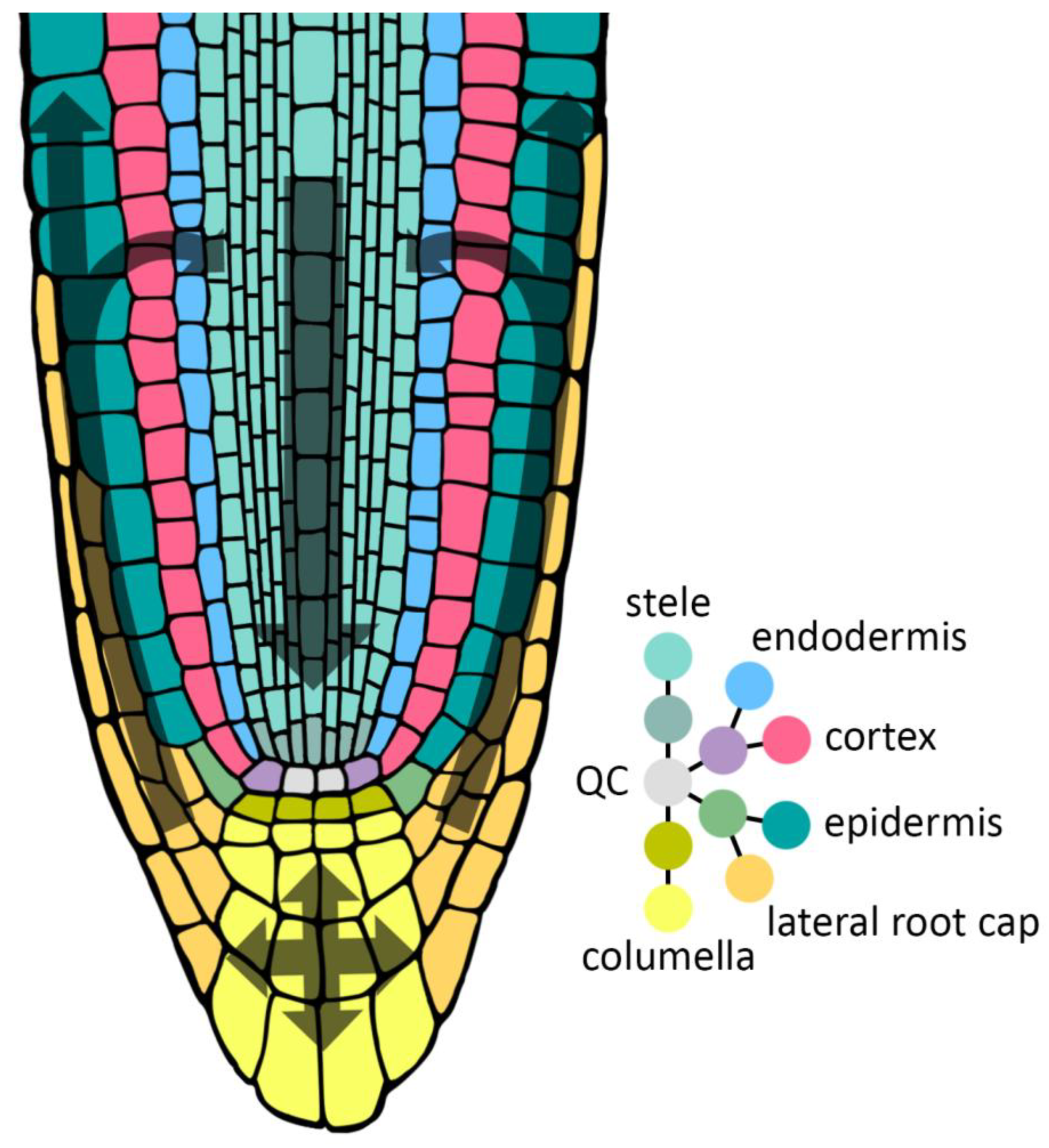 Preprints 181620 g001