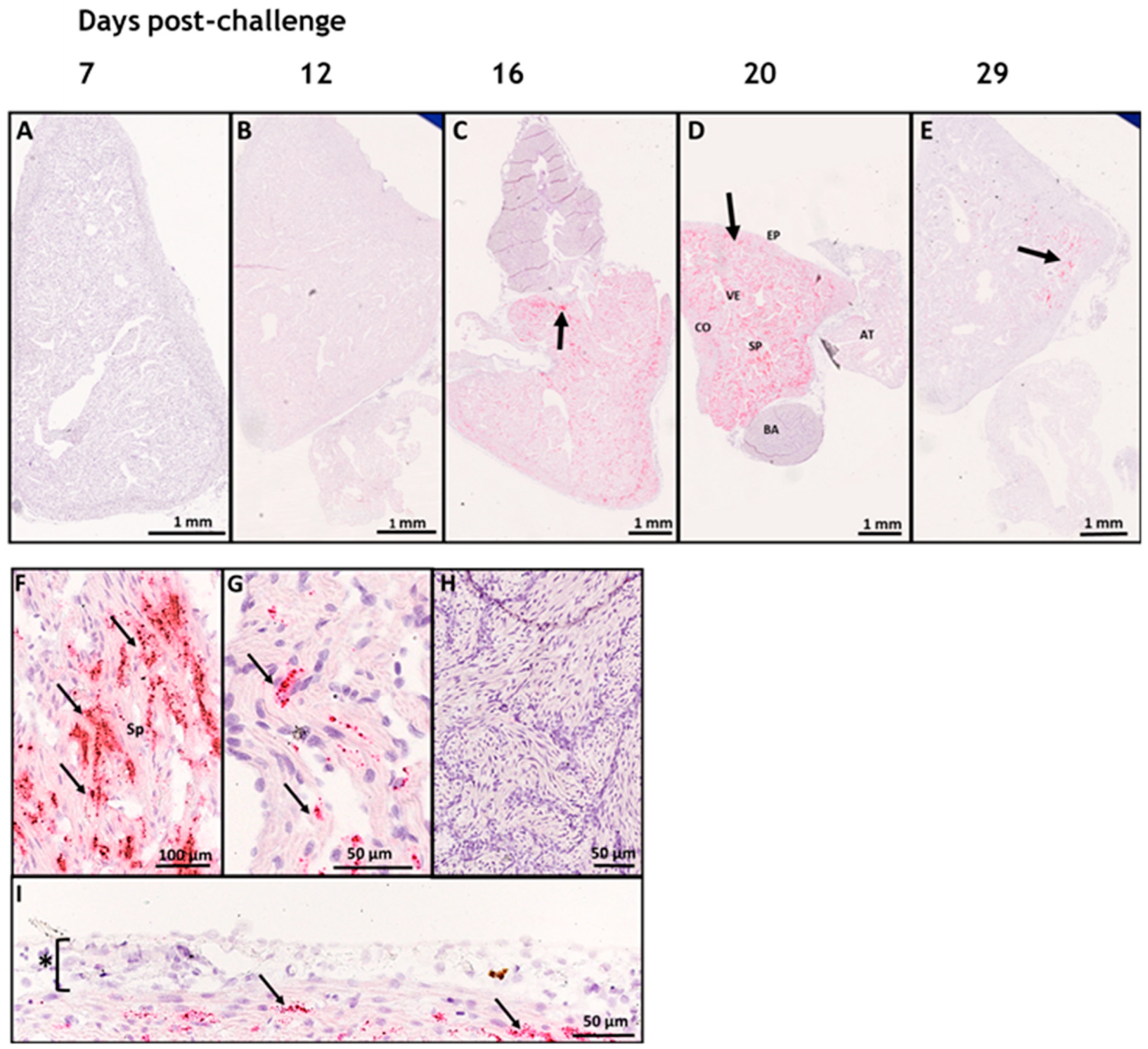 Preprints 87996 g001