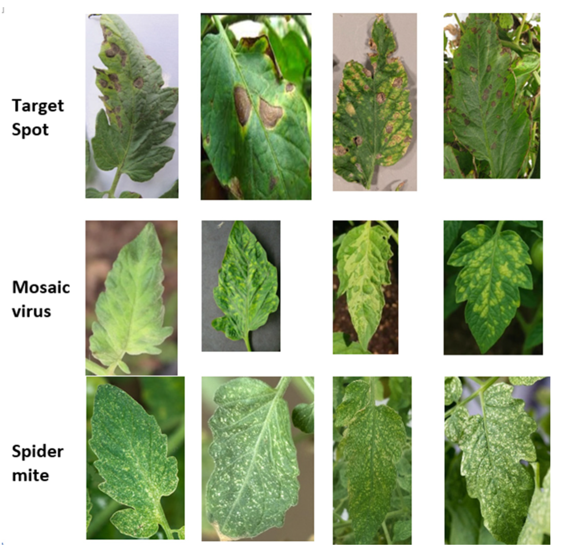 Preprints 193588 g007