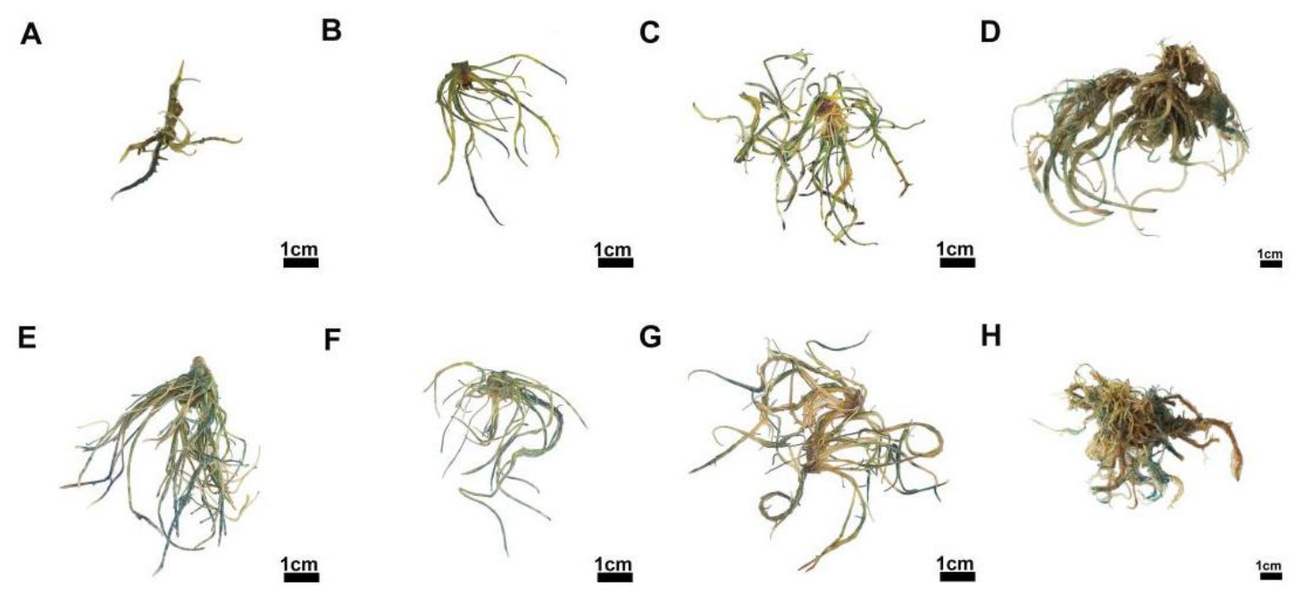 Preprints 208765 g004