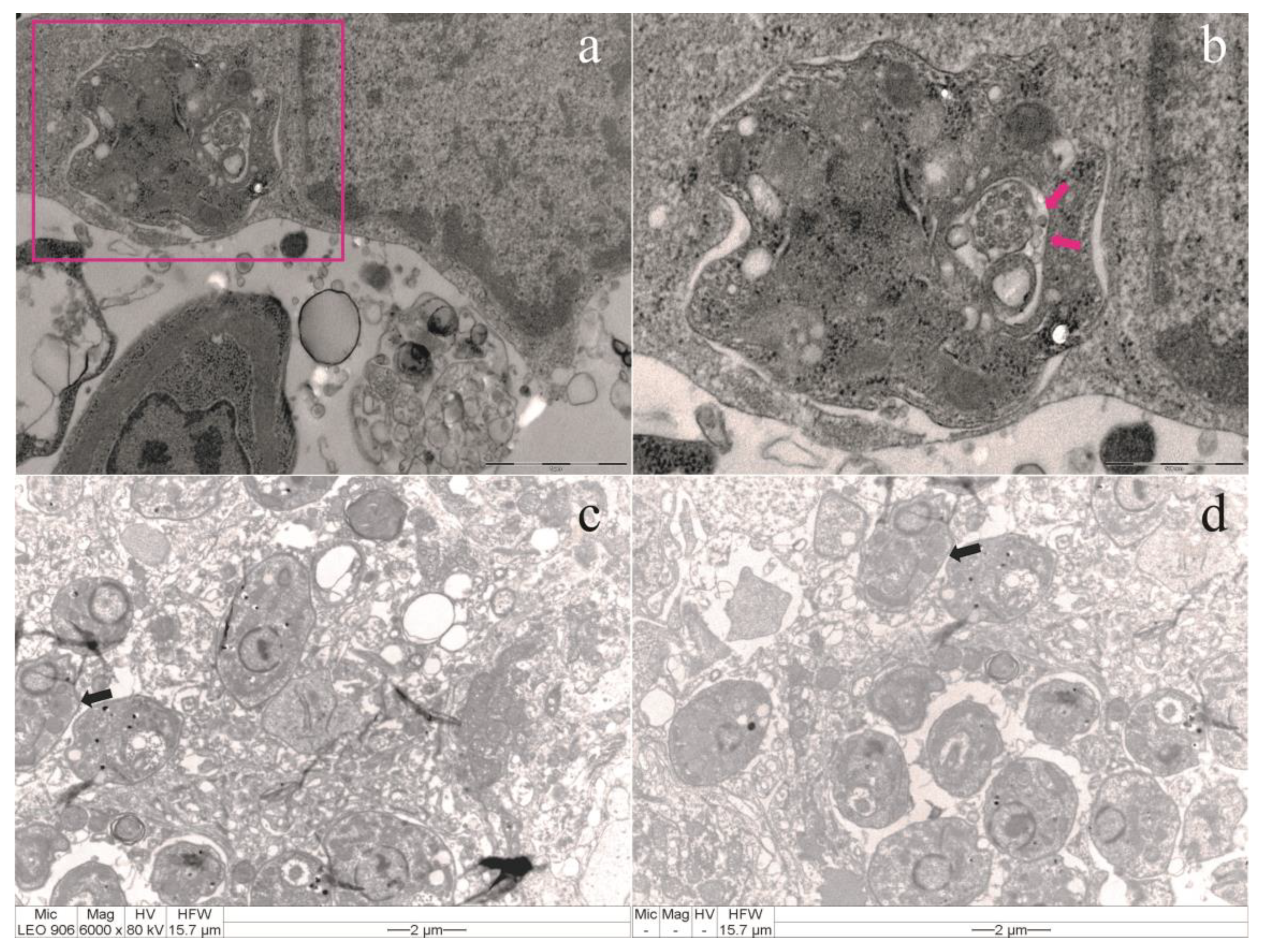 Preprints 147652 g002