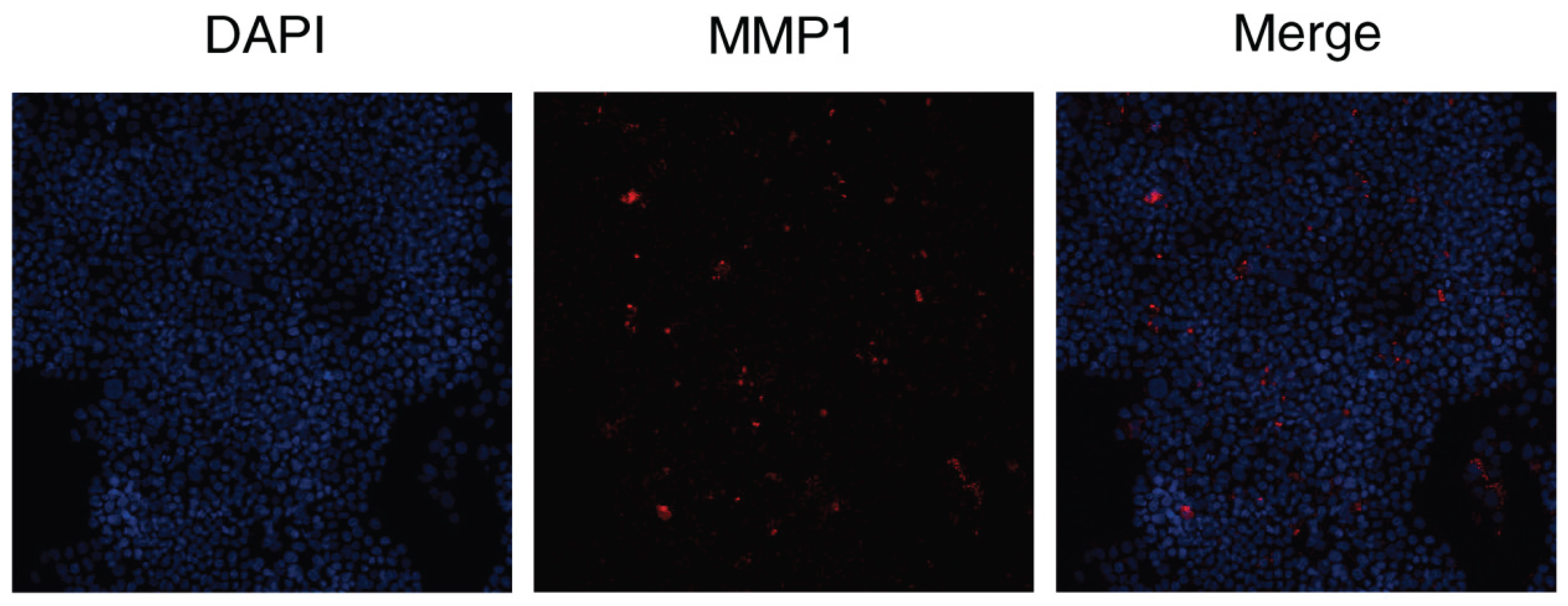 Preprints 174799 g006