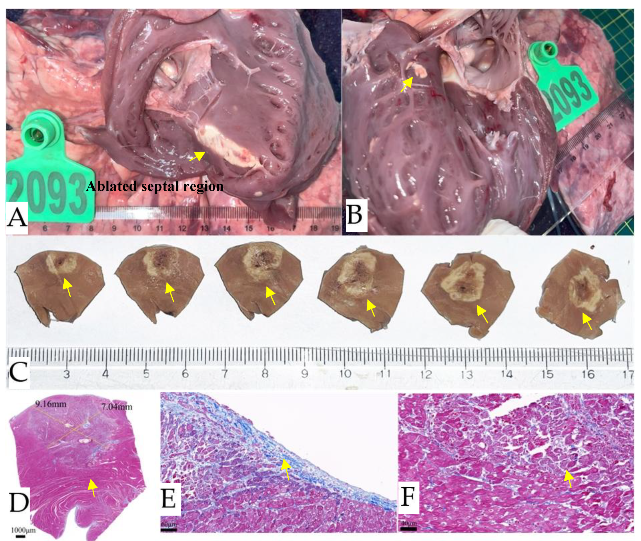 Preprints 186482 g006