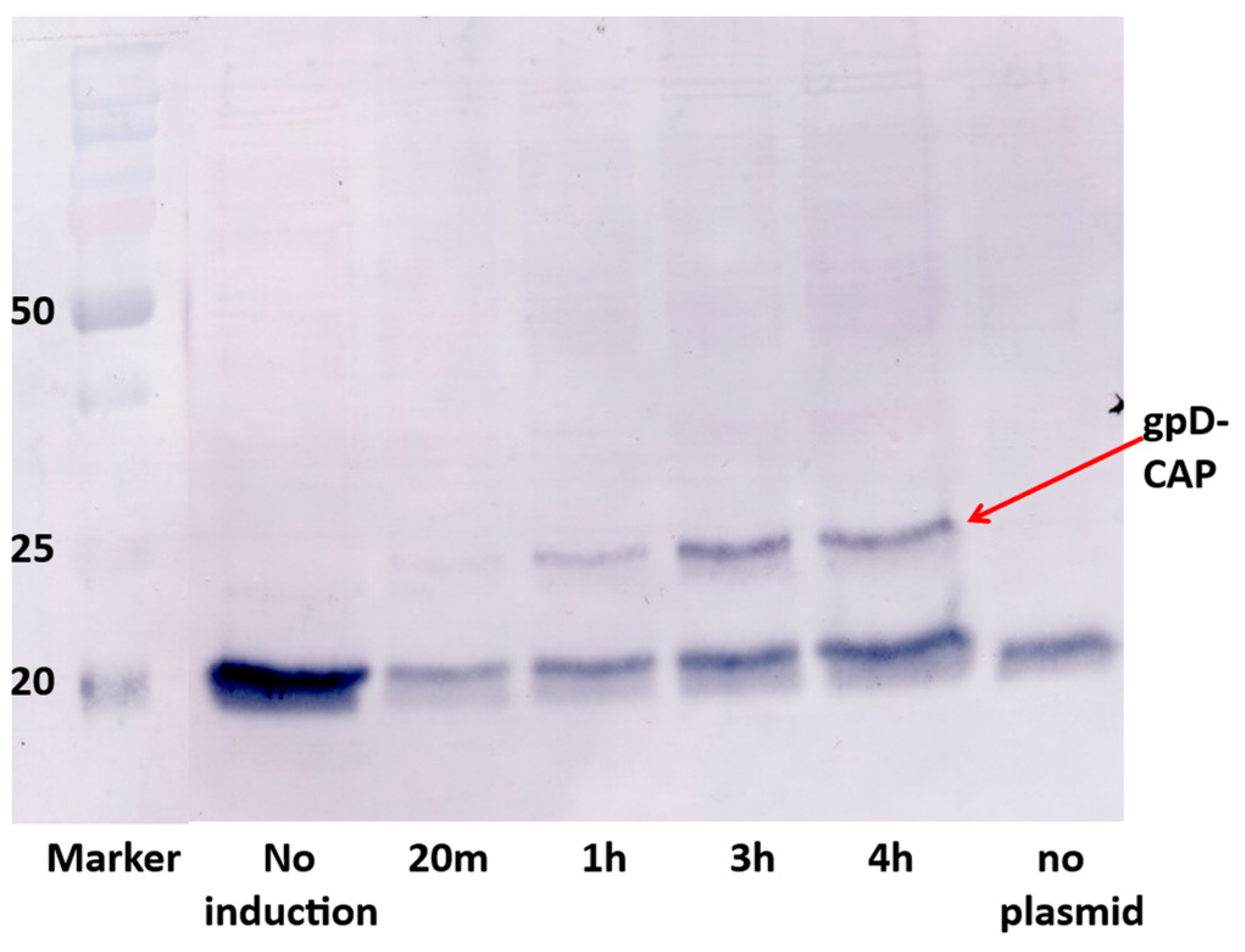 Preprints 167220 g003