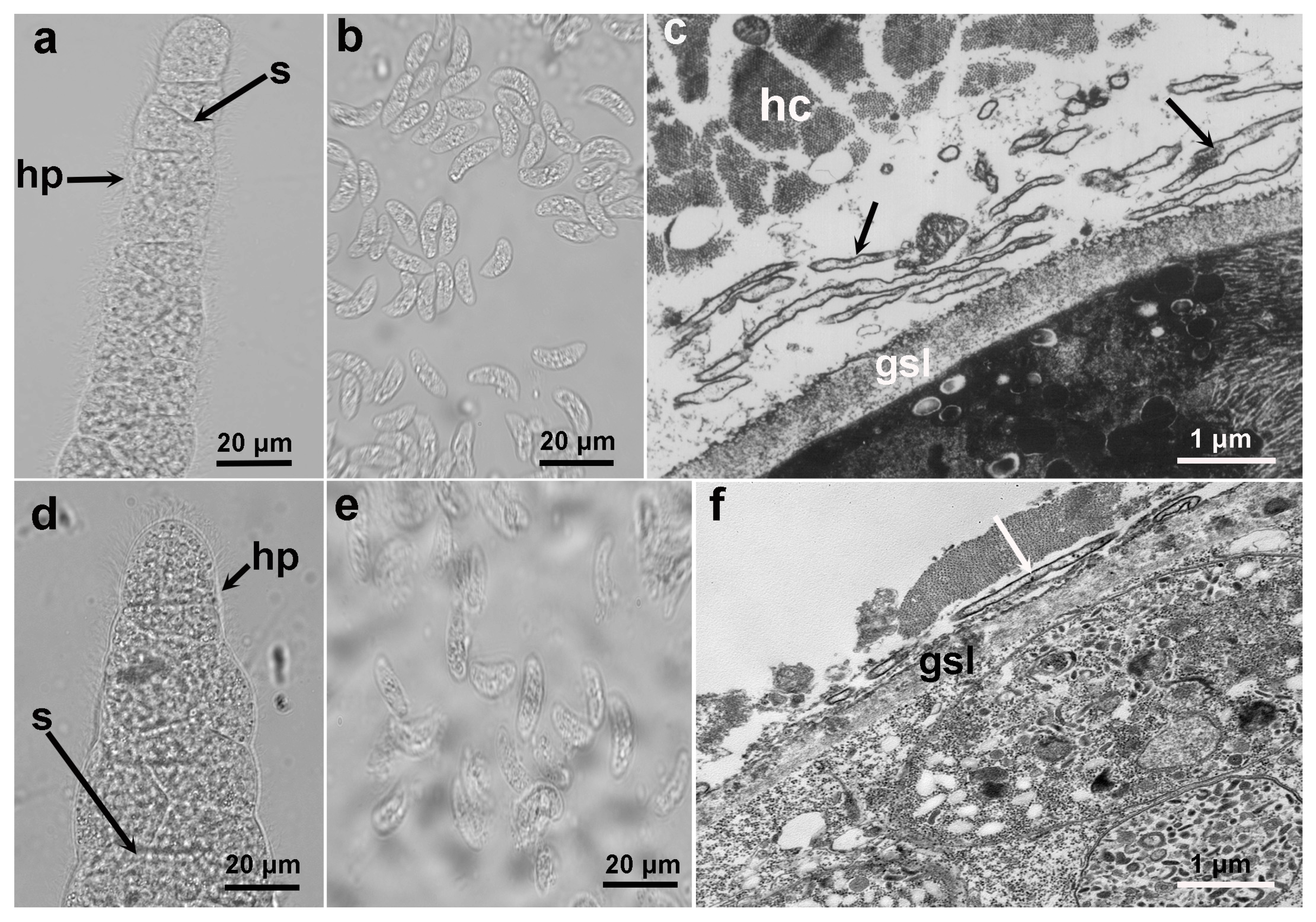 Preprints 87243 g001